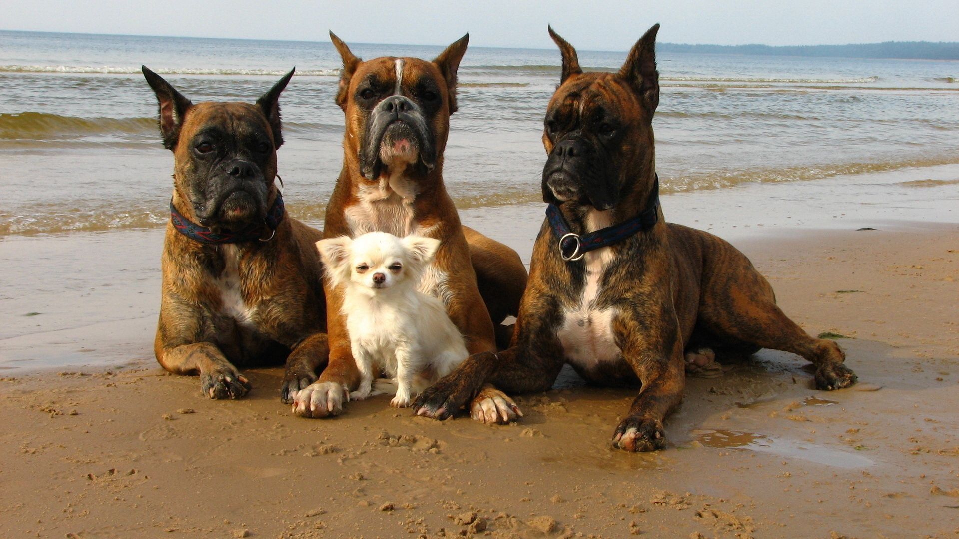 146410 скачать картинку берег, собаки, животные, песок, маленький, боксеры - обои и заставки бесплатно