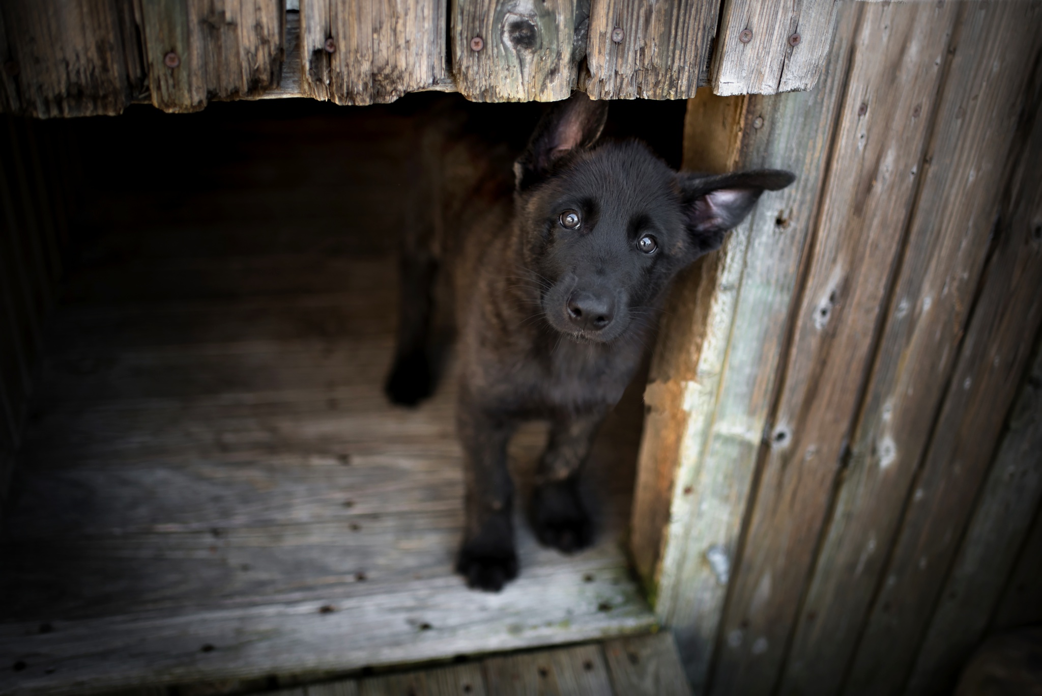 Descarga gratis la imagen Animales, Perros, Perro, Cachorro, Bebe Animal en el escritorio de tu PC