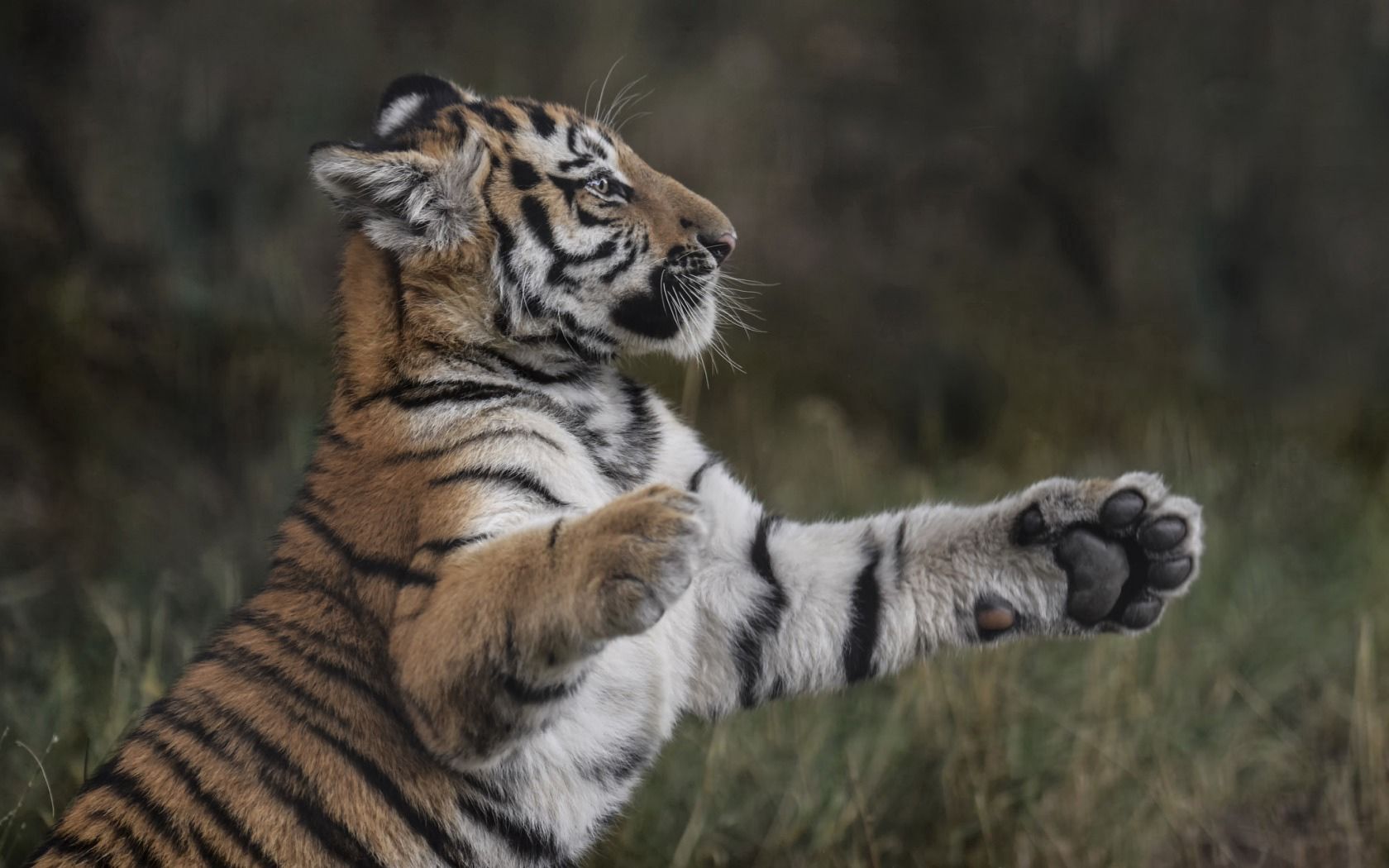 animals, grass, young, tiger, playful, joey, paws 4K for PC