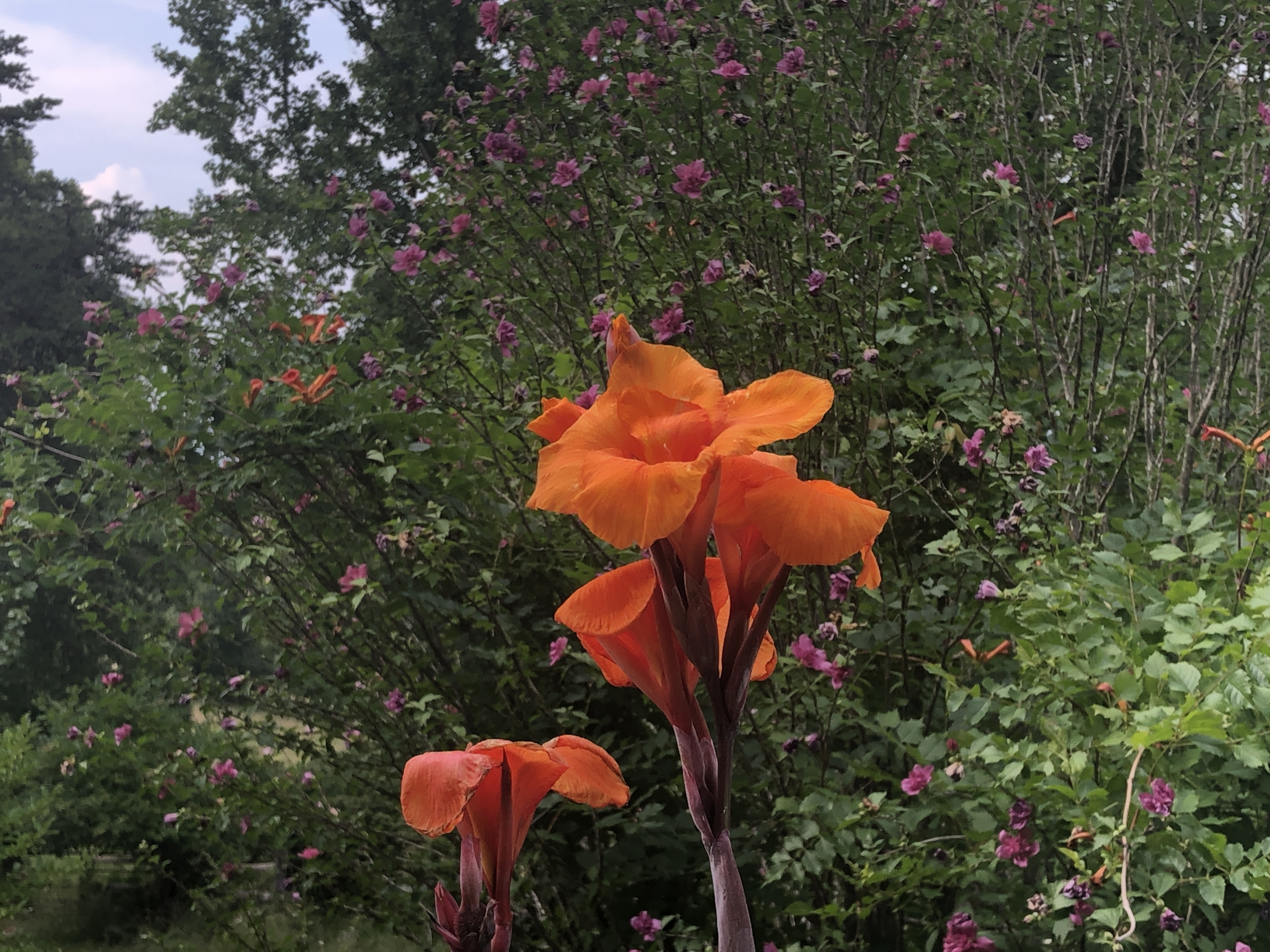 Descarga gratuita de fondo de pantalla para móvil de Flores, Flor, Lirio, Tierra/naturaleza.