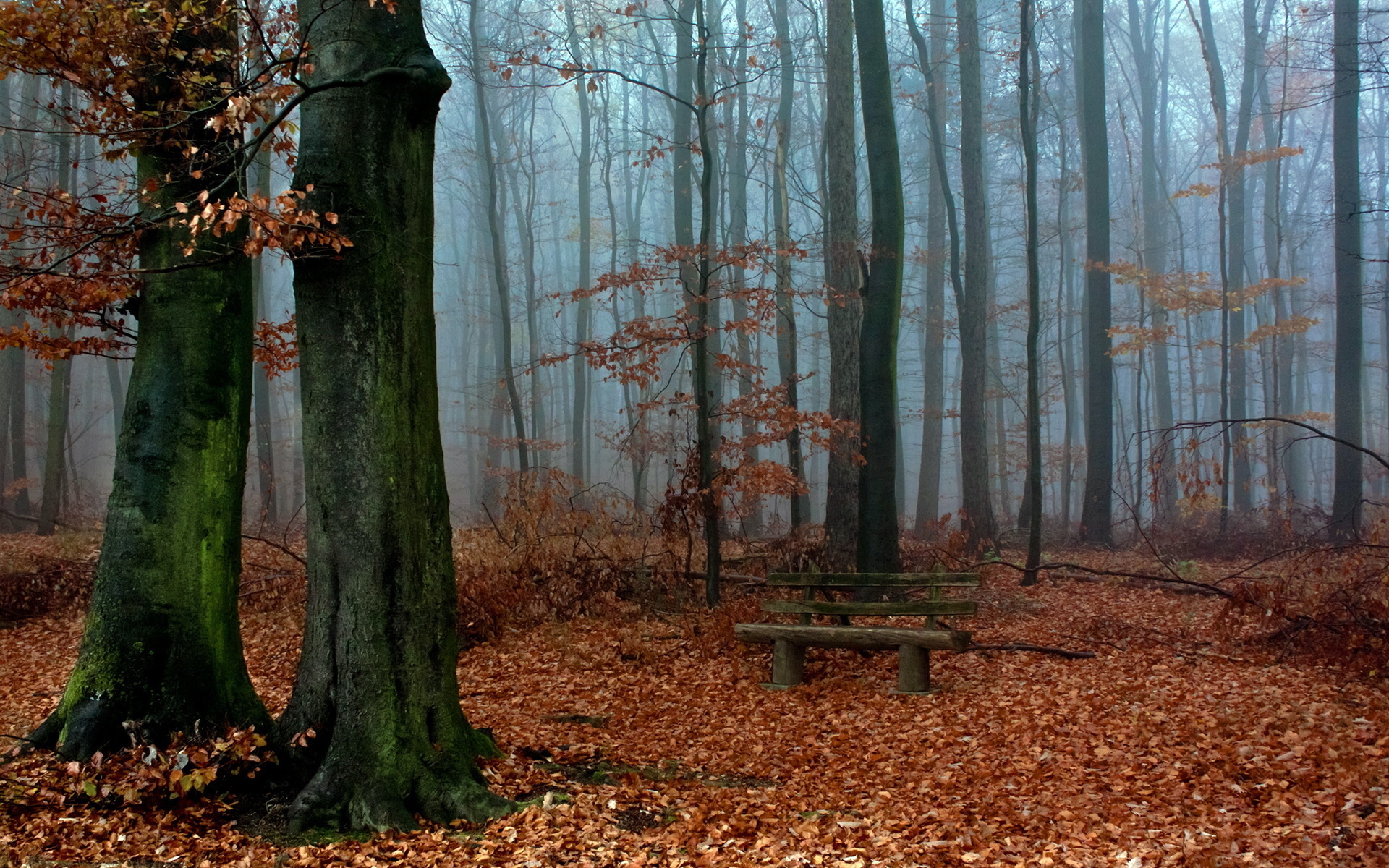 Скачать картинку Деревья, Пейзаж, Листья, Осень в телефон бесплатно.