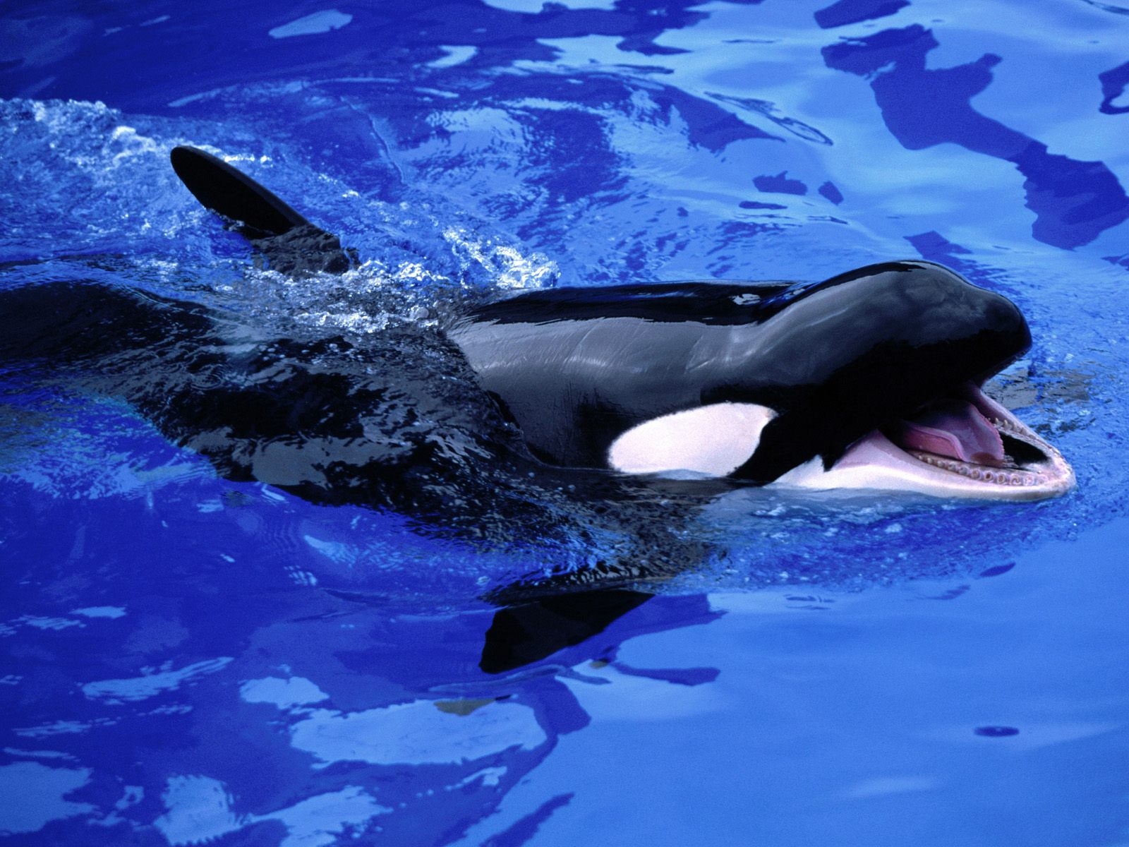 178377 descargar fondo de pantalla orca, animales, ballena: protectores de pantalla e imágenes gratis
