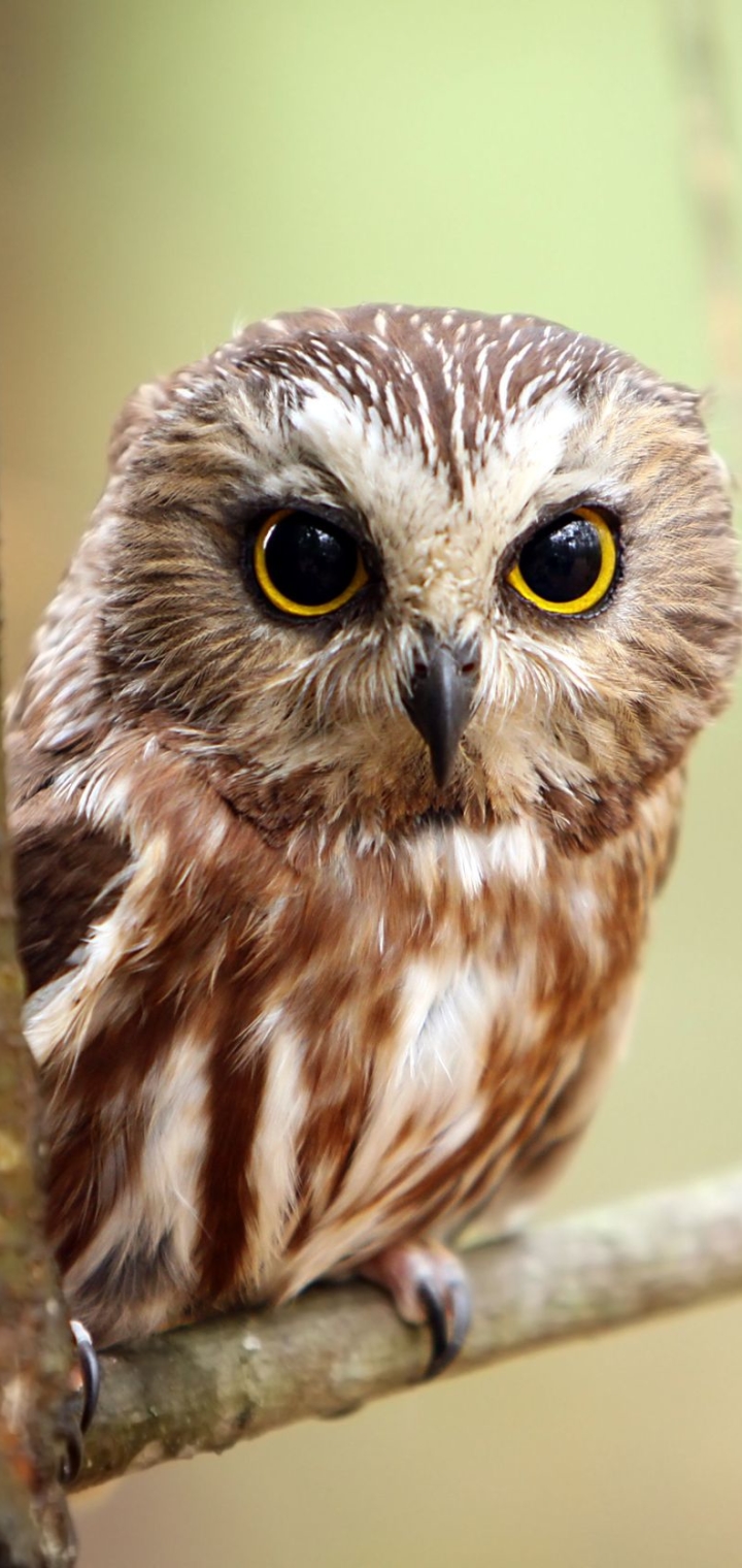 Download mobile wallpaper Birds, Owl, Bird, Branch, Animal for free.