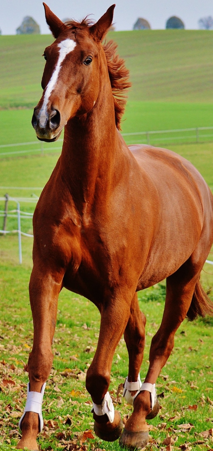 Descarga gratuita de fondo de pantalla para móvil de Animales, Caballo.