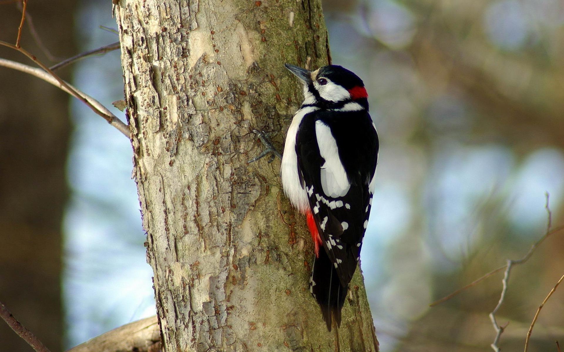 animal, woodpecker, bird, tree, birds
