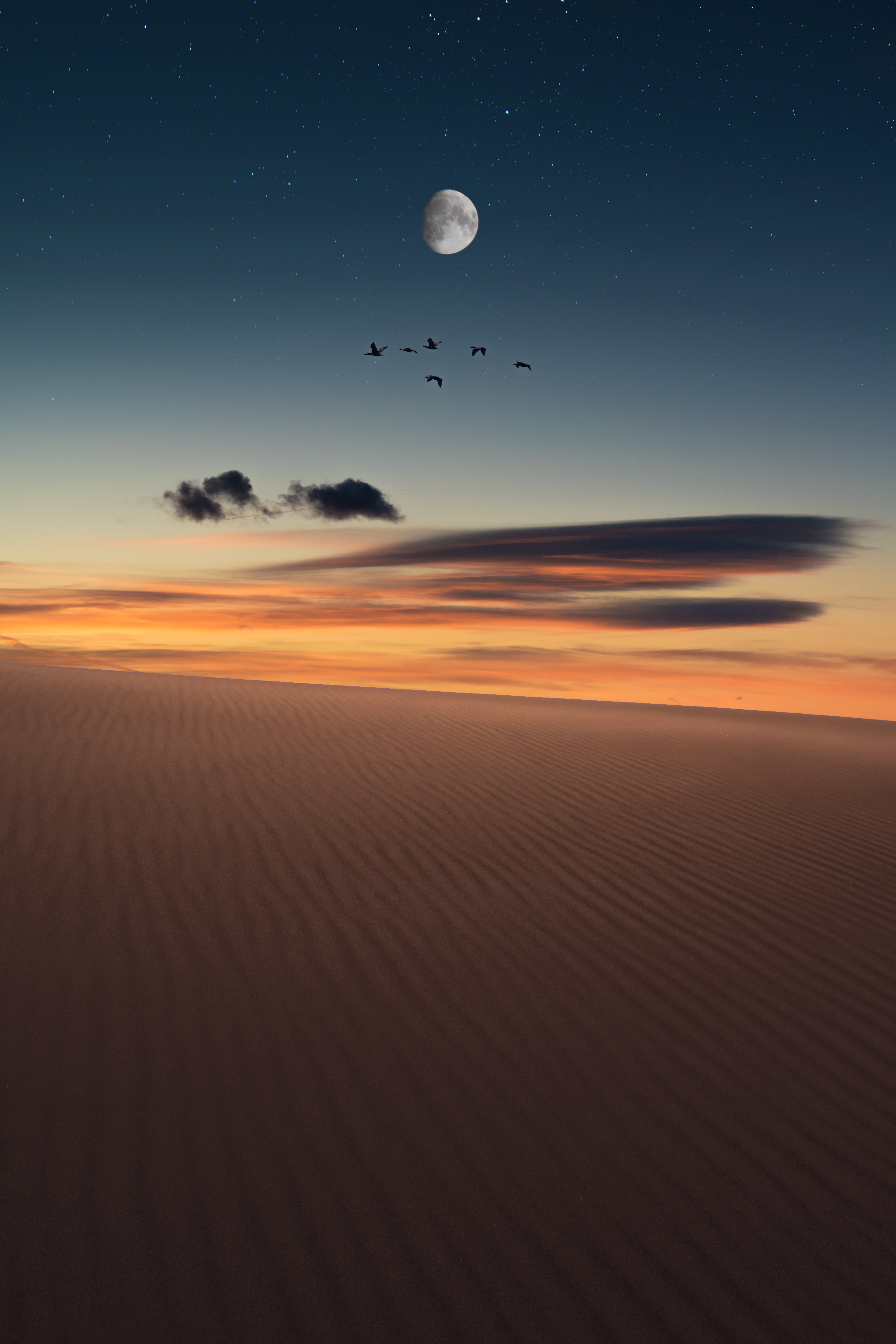 nature, desert, birds, full moon, starry sky HD wallpaper