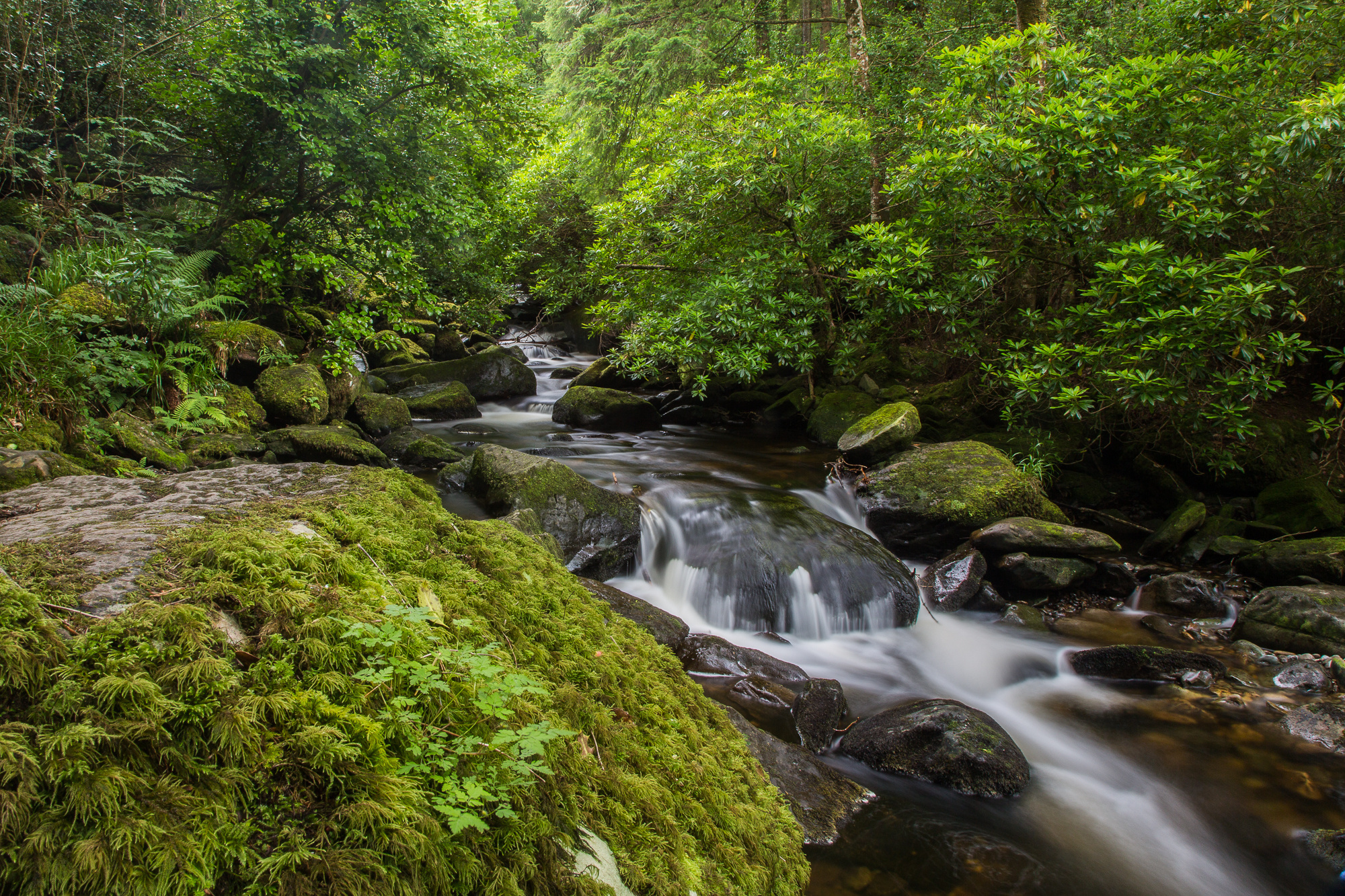 Free download wallpaper Nature, Forest, Earth, Moss, Stream on your PC desktop