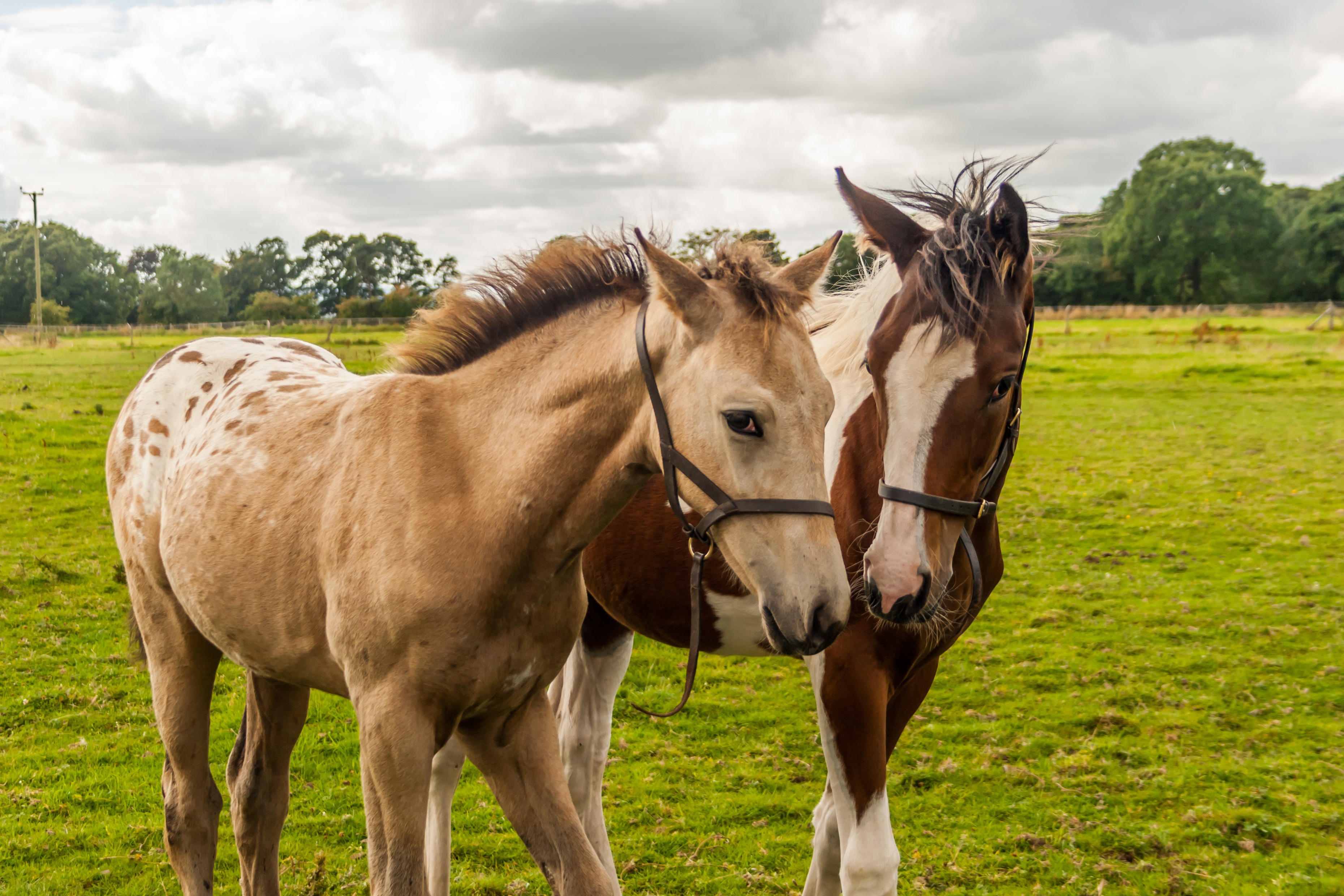 Free download wallpaper Animal, Horse, Foal on your PC desktop