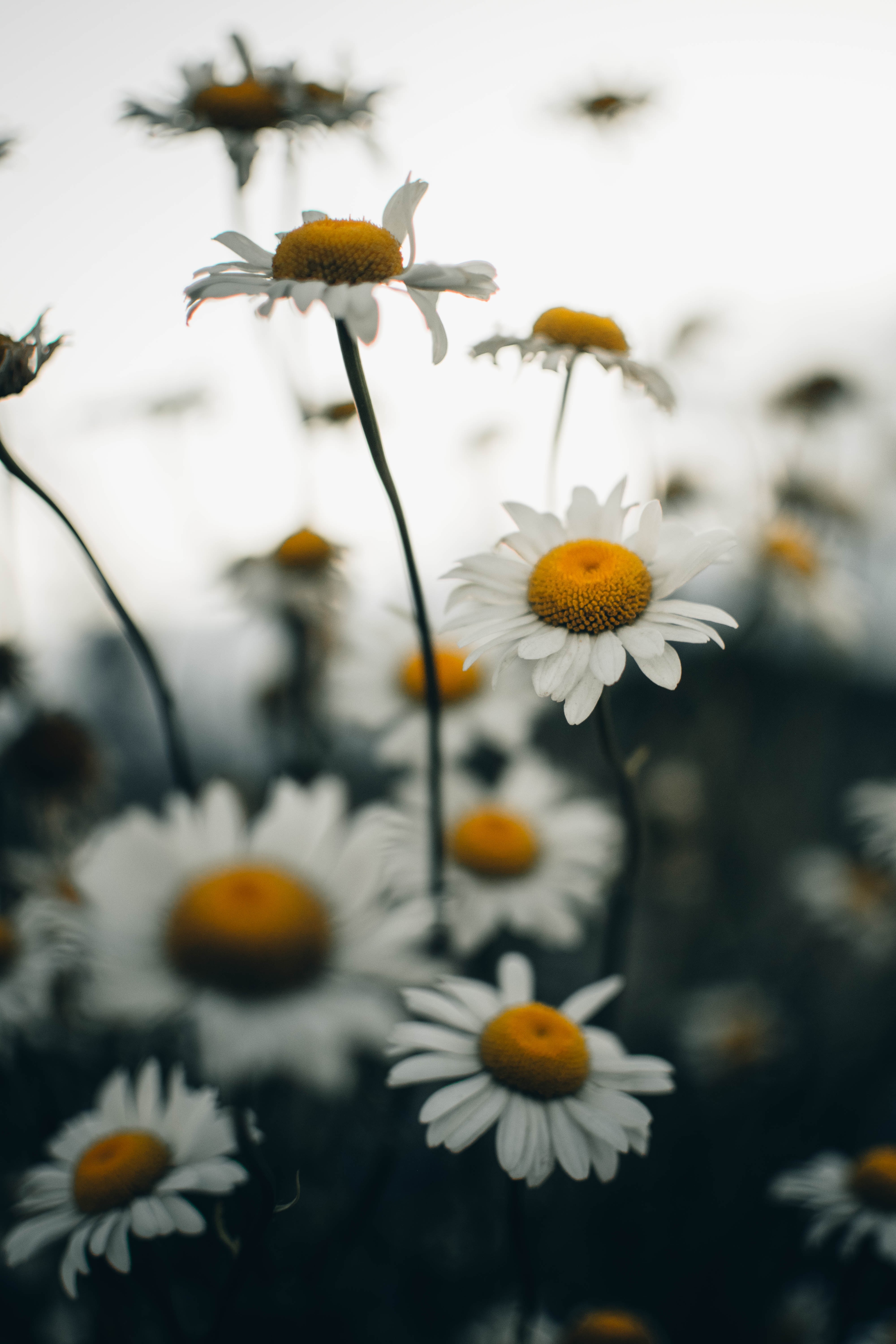 Free download wallpaper Flower, Plant, Chamomile, Wildflowers, Flowers, Camomile on your PC desktop
