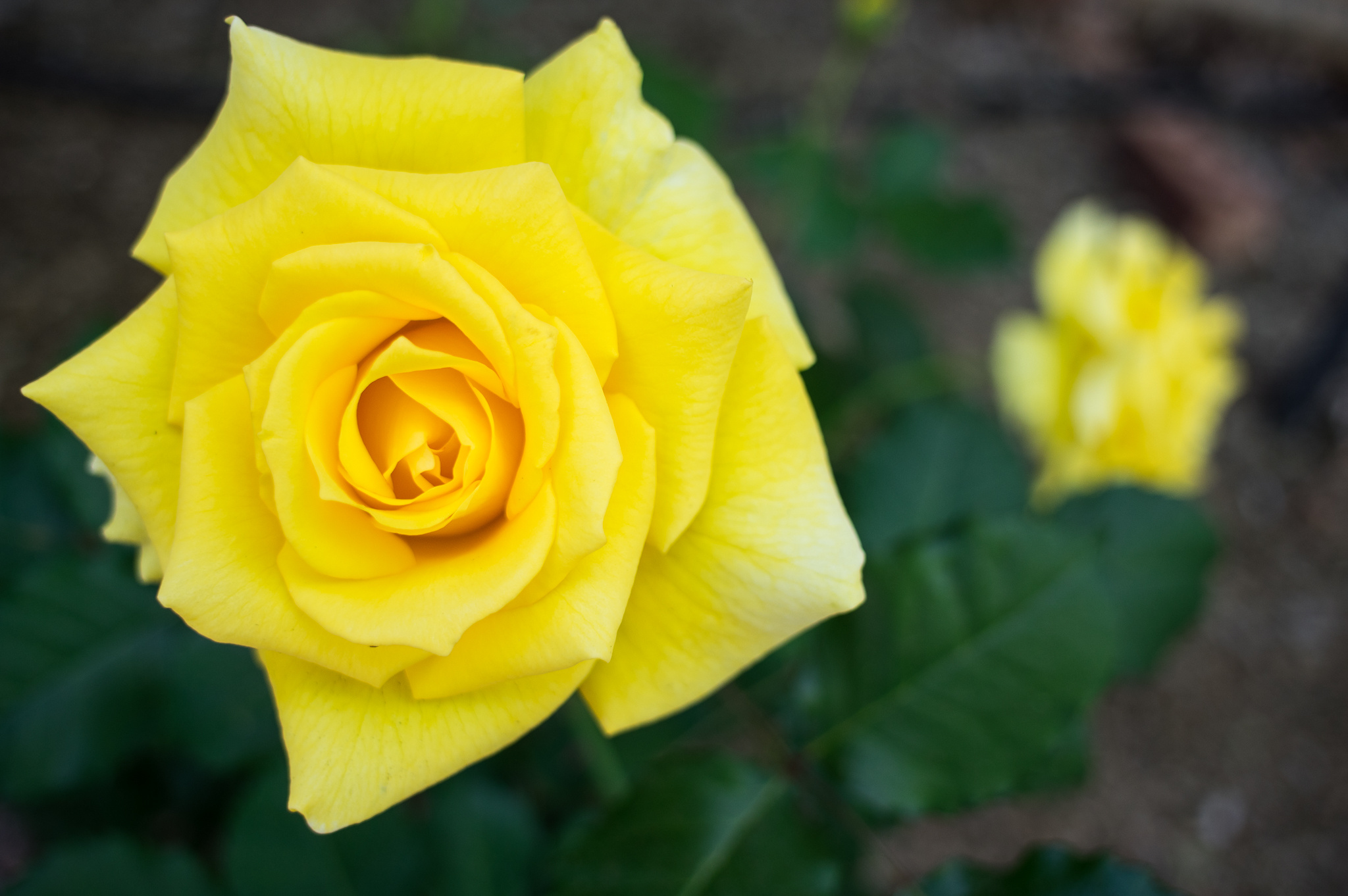 Téléchargez gratuitement l'image Fleur, Une Rose, Pétales, Fleurs, Rose sur le bureau de votre PC