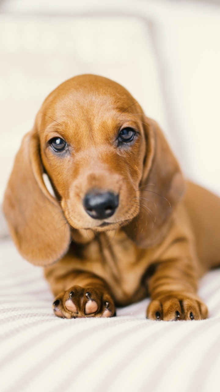 Download mobile wallpaper Dogs, Dog, Animal, Puppy, Dachshund, Baby Animal for free.