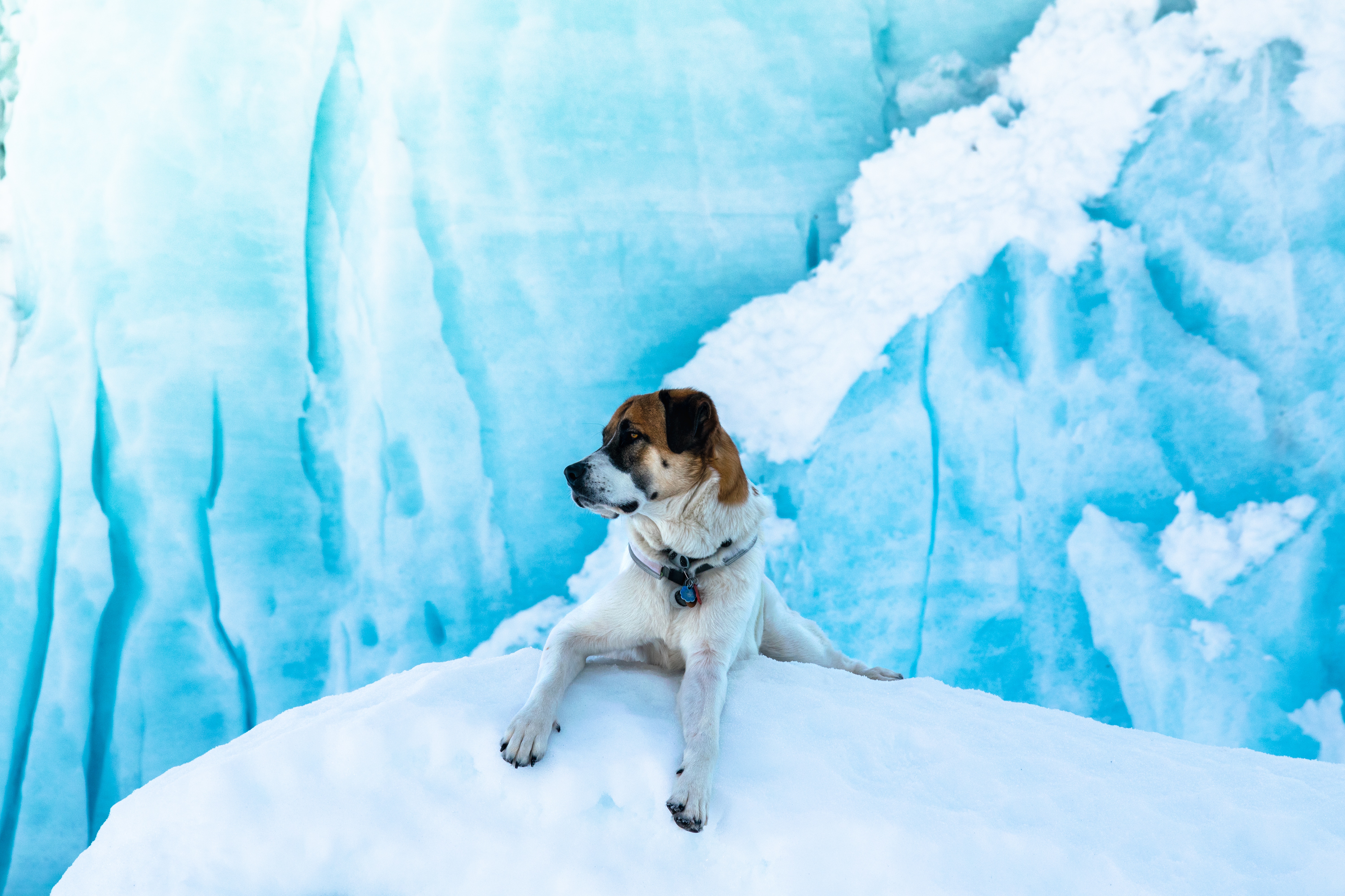 66011 baixar papel de parede animais, gelo, neve, mentiras, cão, blocos de gelo - protetores de tela e imagens gratuitamente