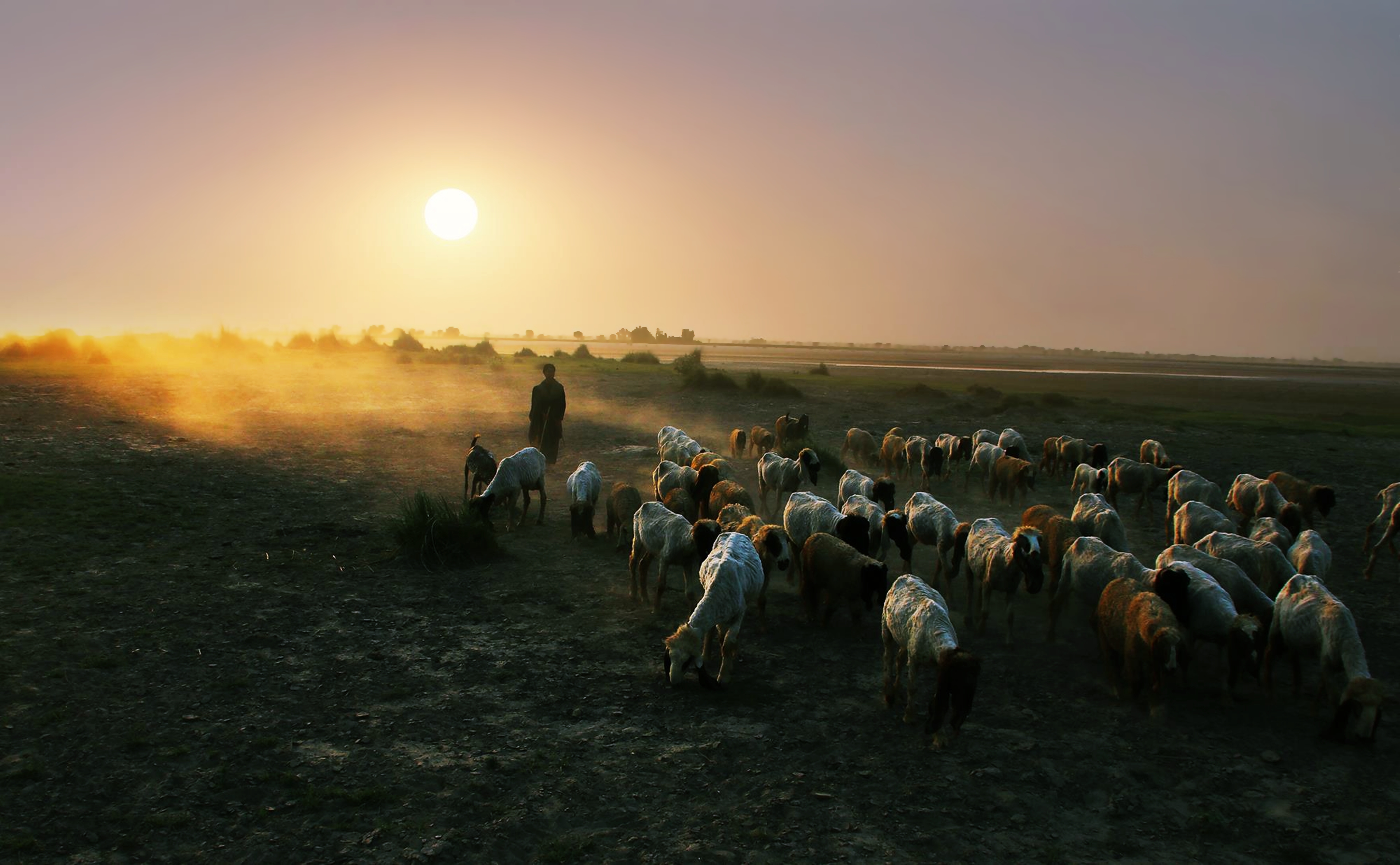Laden Sie das Tiere, Landschaft, Natur, Schaf, Sonnenuntergang-Bild kostenlos auf Ihren PC-Desktop herunter