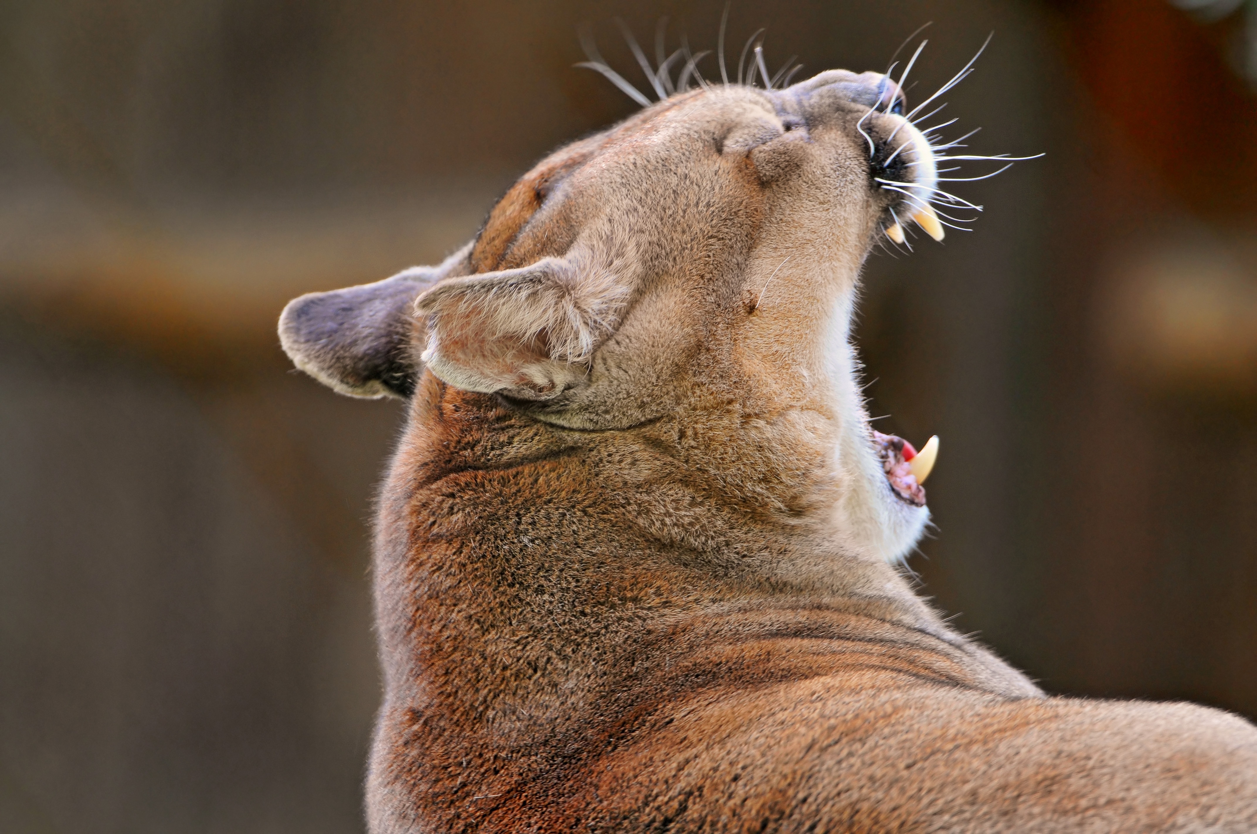 Download mobile wallpaper To Yawn, Yawn, Muzzle, Animals, Puma for free.