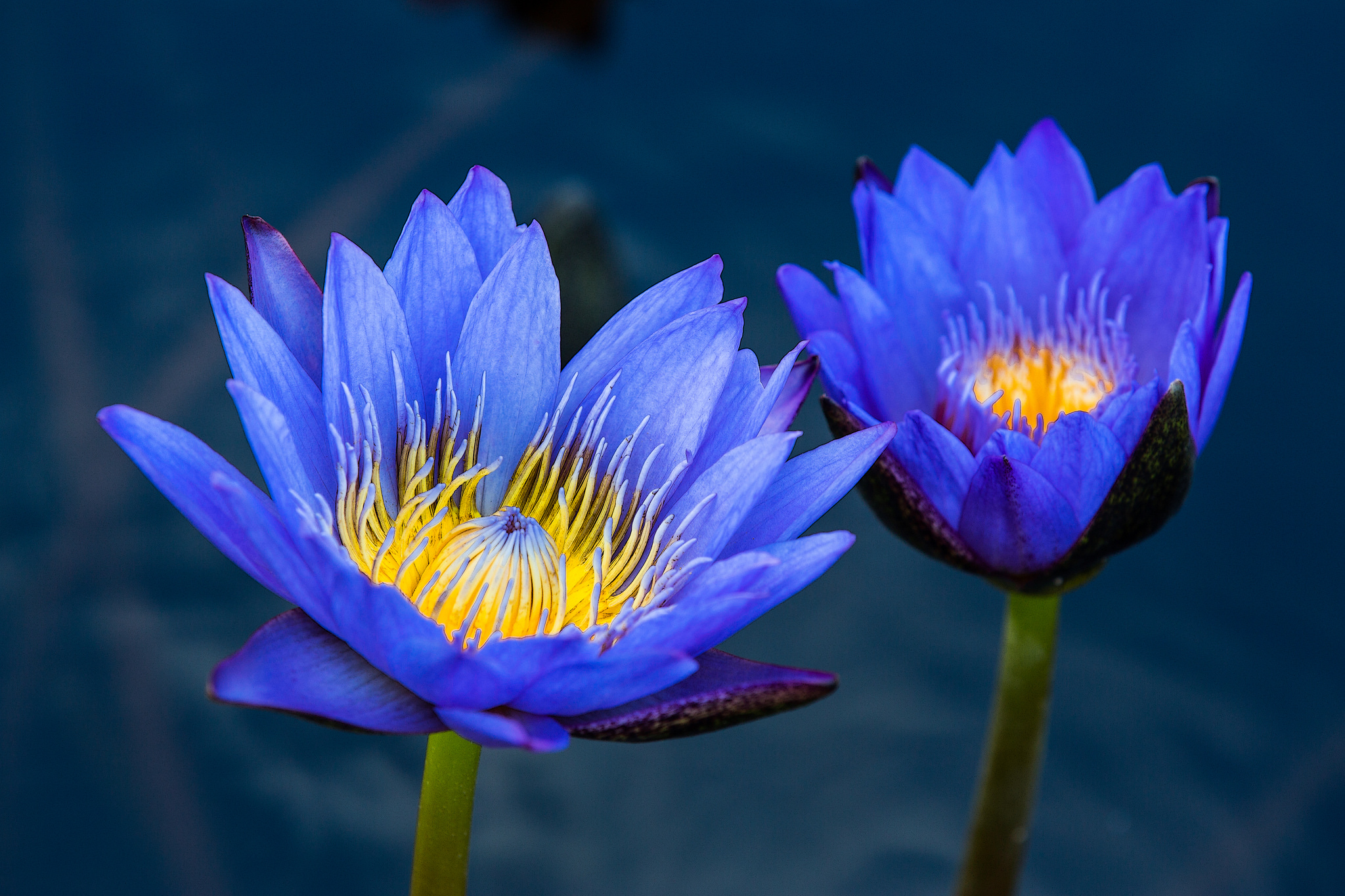 PCデスクトップに自然, フラワーズ, 花, 地球, スイレン, 青い花画像を無料でダウンロード