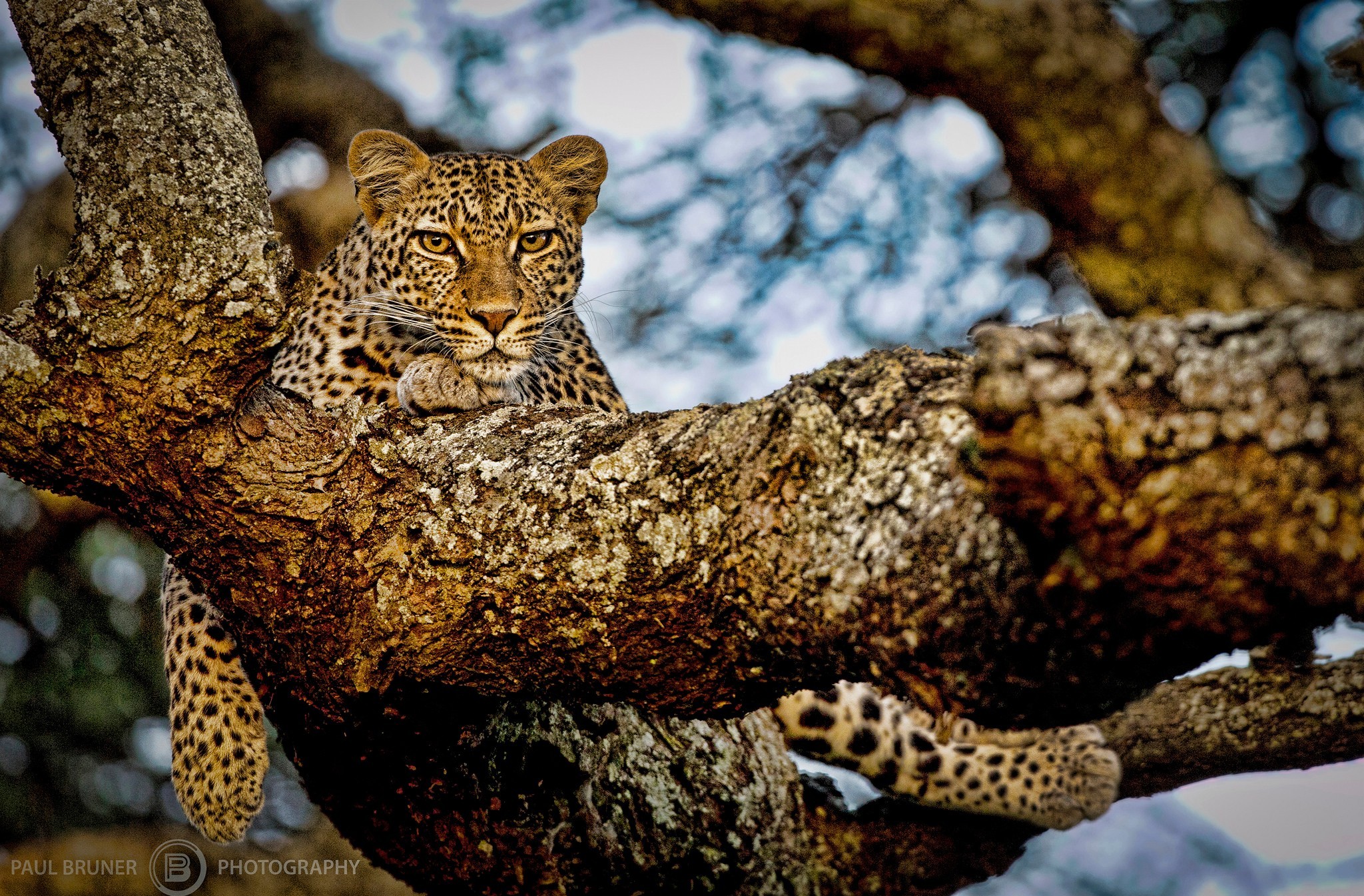 Download mobile wallpaper Resting, Branch, Leopard, Cats, Animal for free.