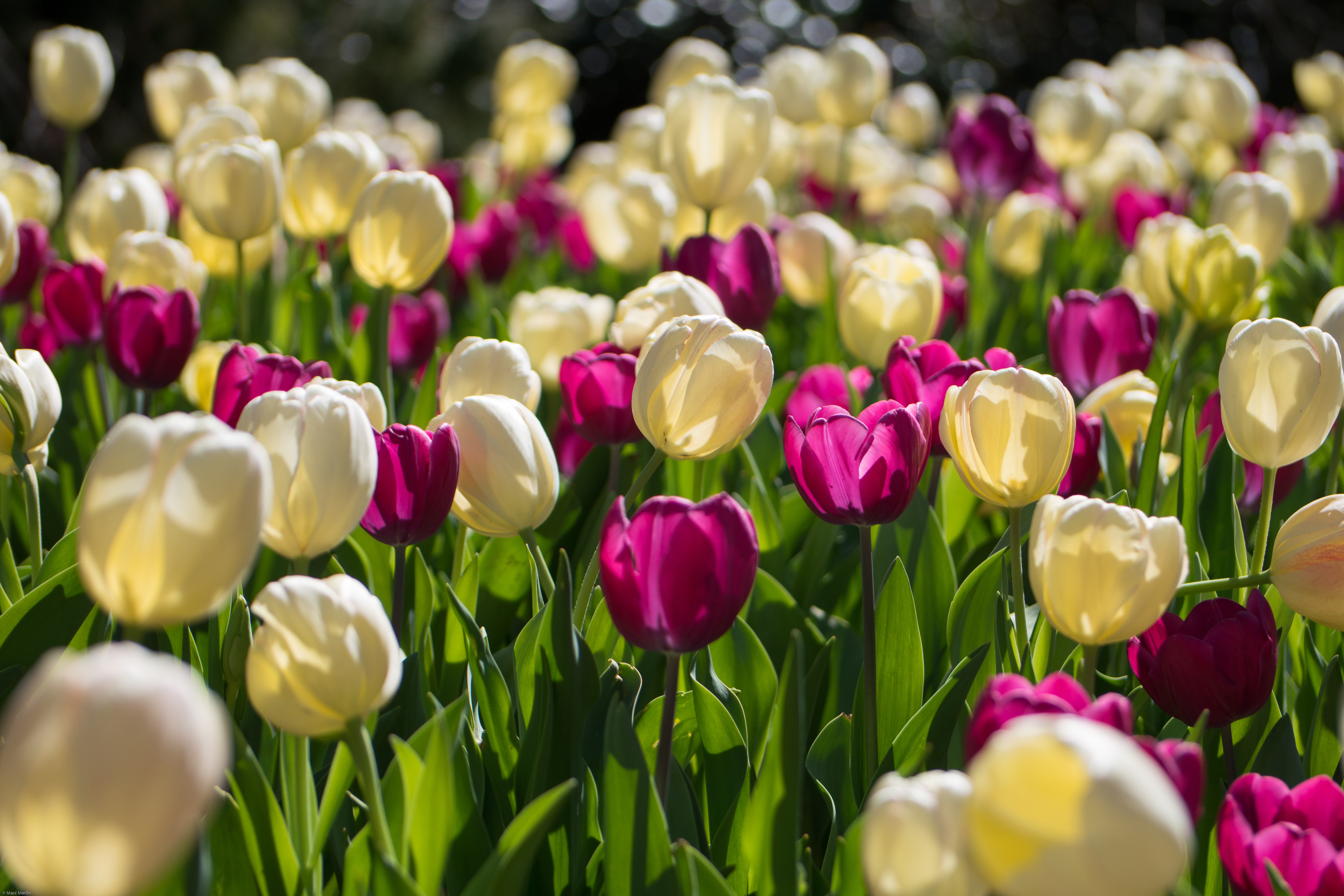 Baixe gratuitamente a imagem Natureza, Flores, Tulipa, Flor Branca, Flor Roxa, Terra/natureza na área de trabalho do seu PC