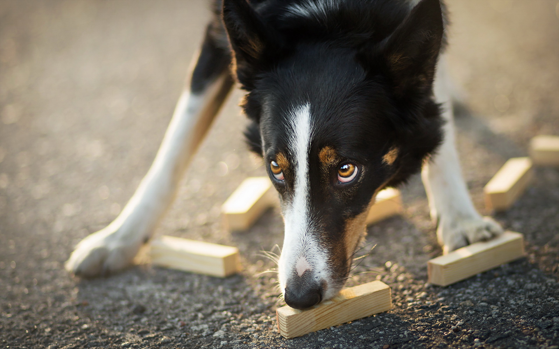 無料モバイル壁紙犬, 動物をダウンロードします。