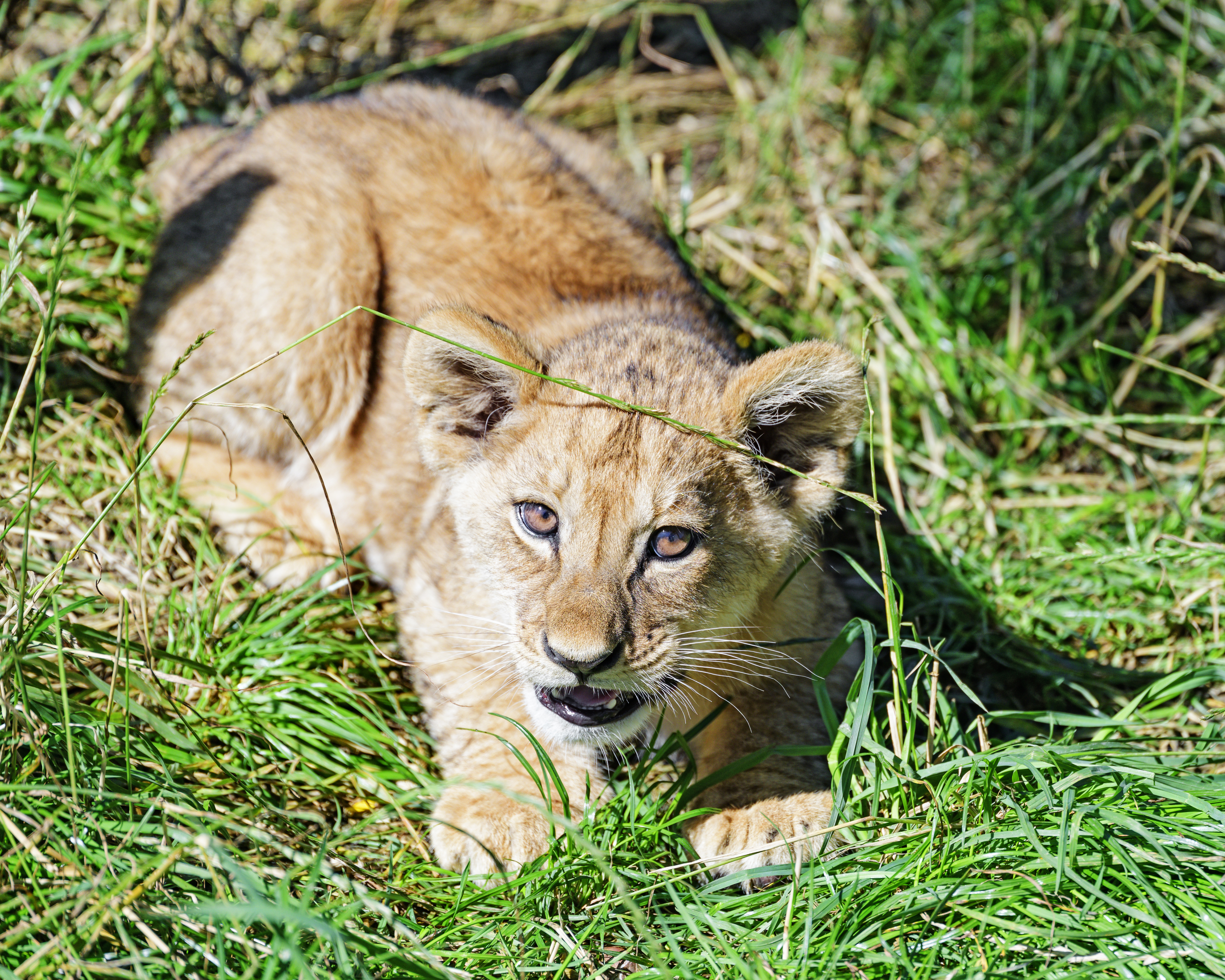 young, funny, animals, grass, lion, sight, opinion, joey