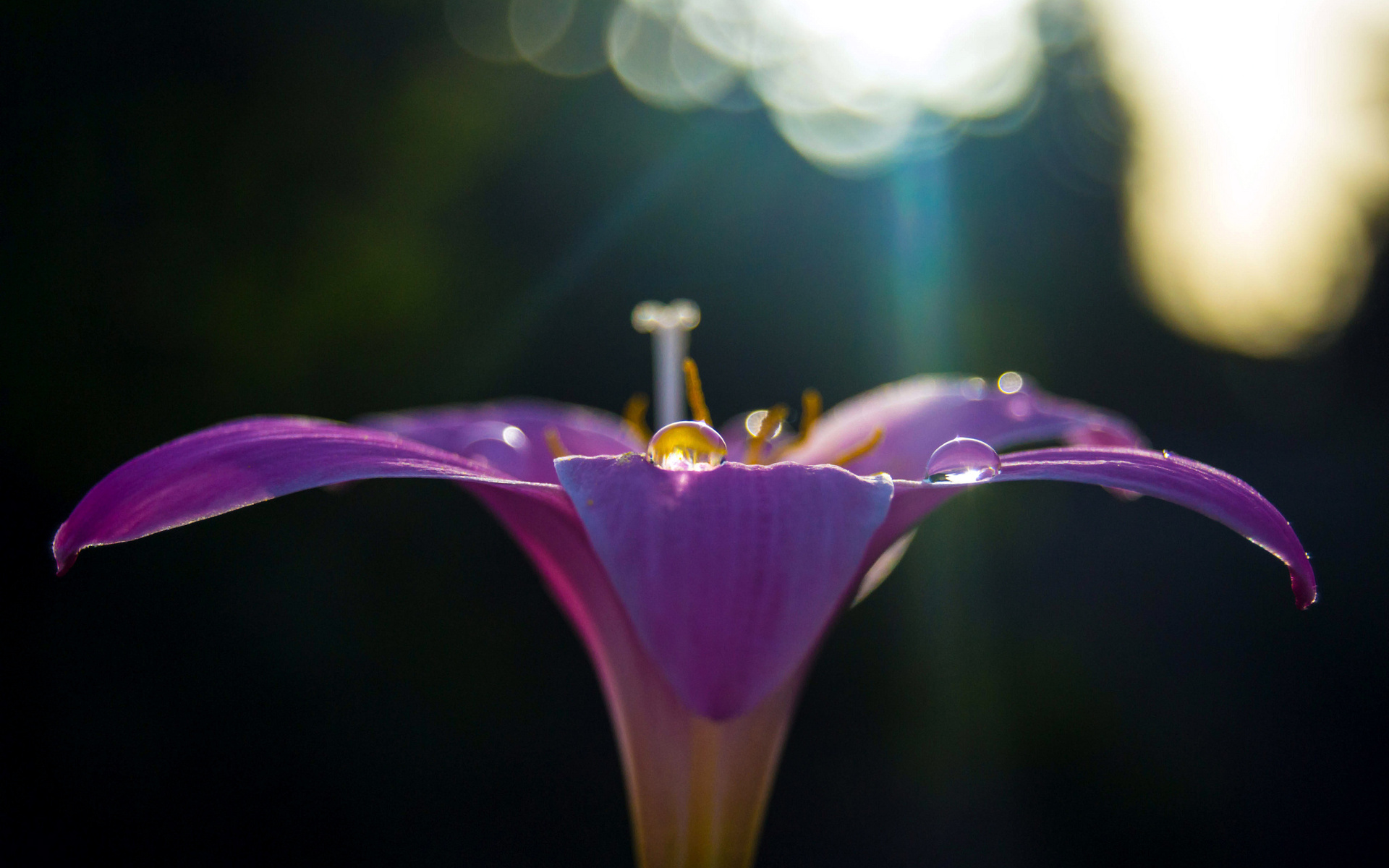 Laden Sie das Blume, Erde/natur-Bild kostenlos auf Ihren PC-Desktop herunter