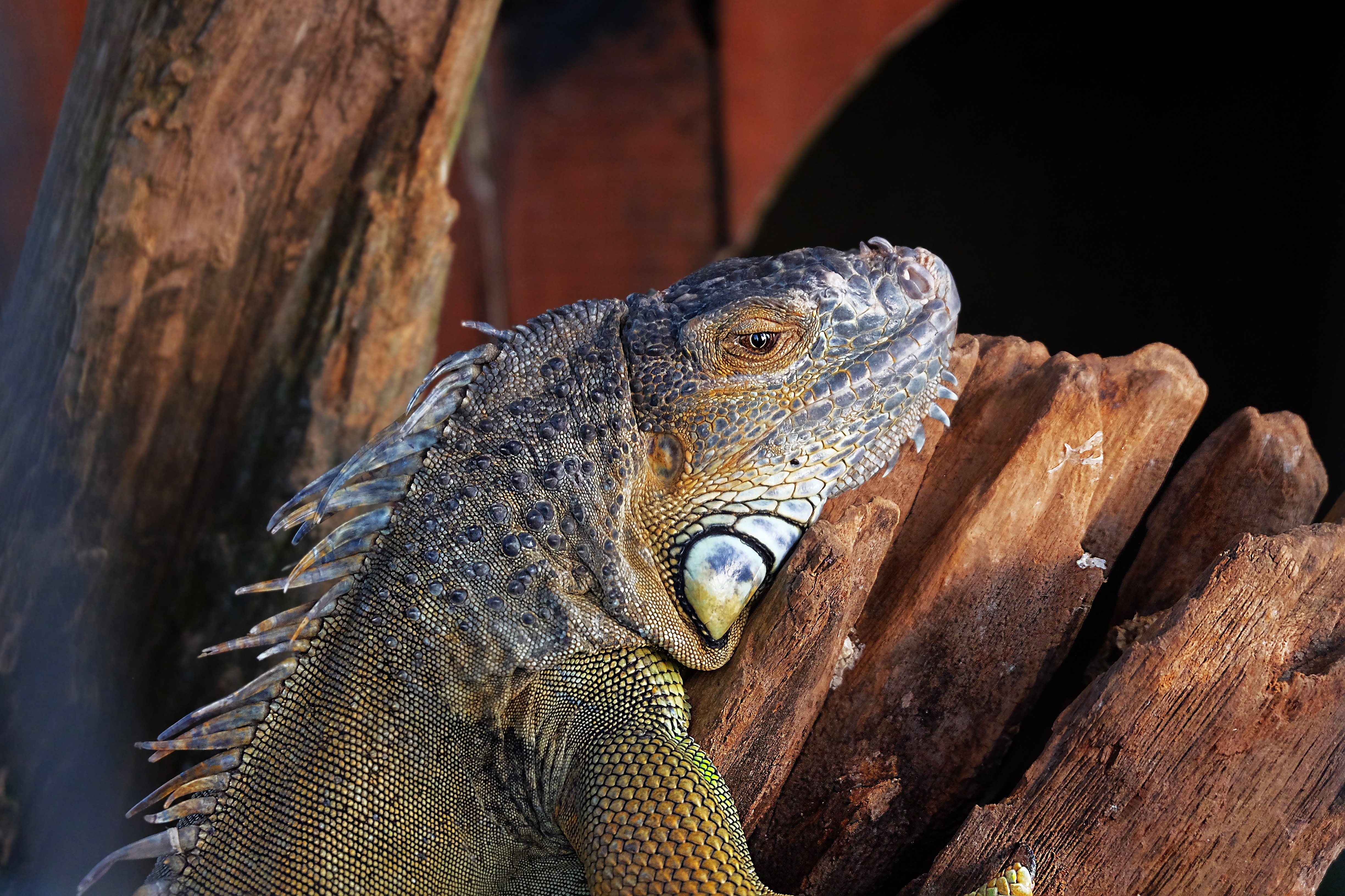iguana, animals, color, lizard, reptile