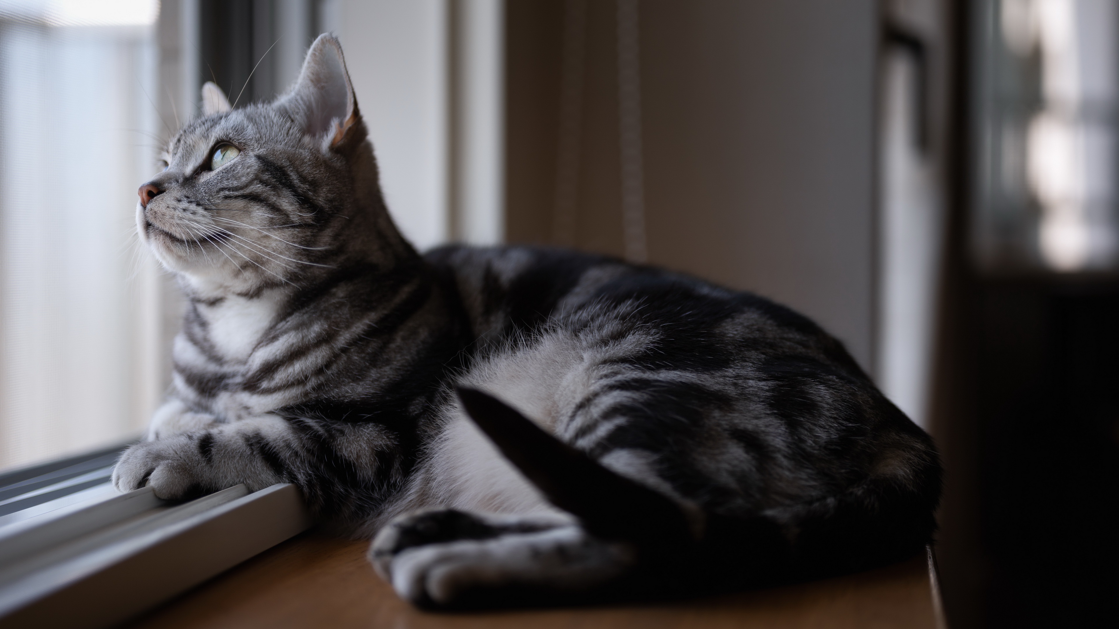 Baixe gratuitamente a imagem Animais, Gatos, Gato na área de trabalho do seu PC