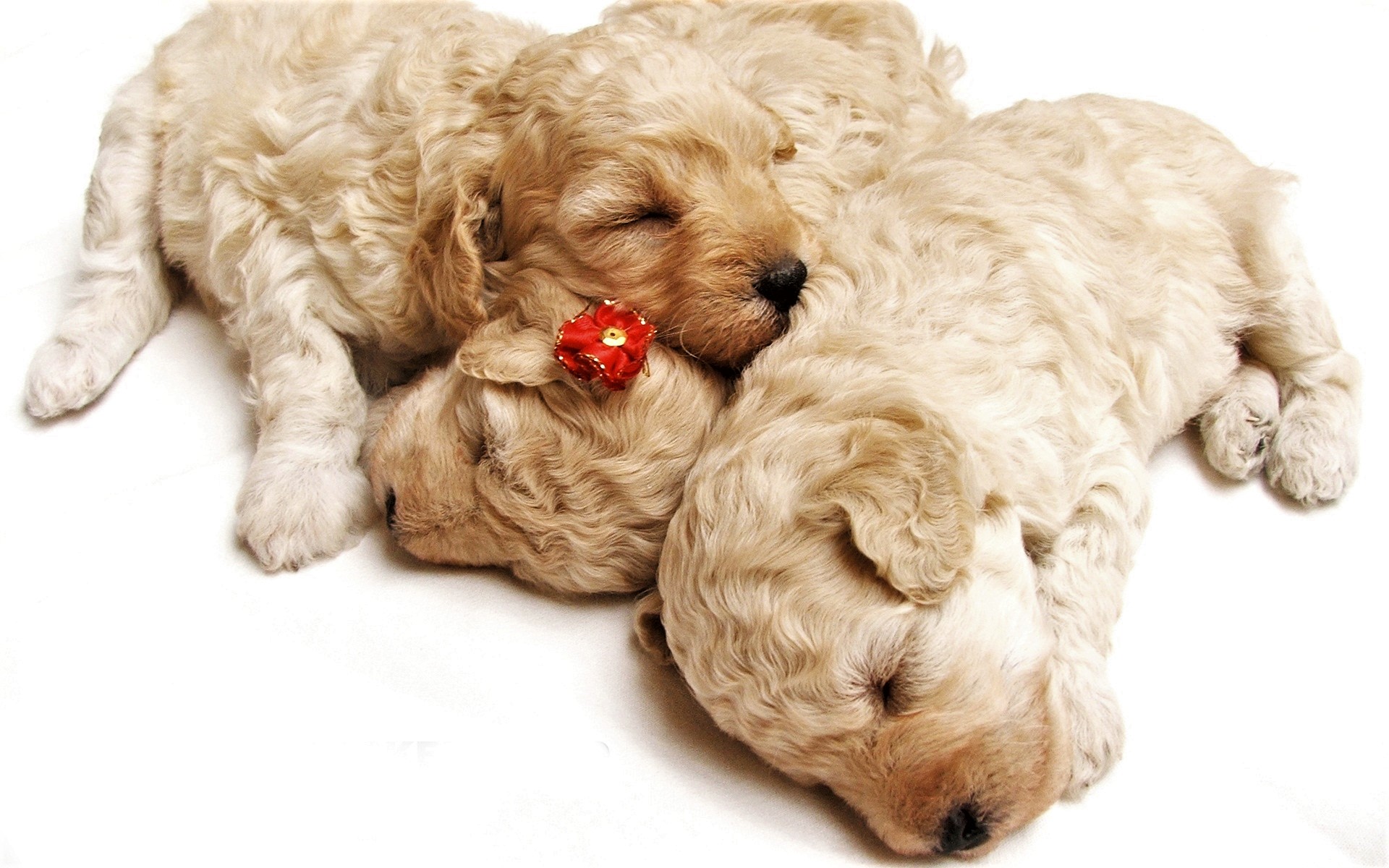 Download mobile wallpaper Dogs, Dog, Animal, Puppy, Sleeping, Cute, Baby Animal for free.