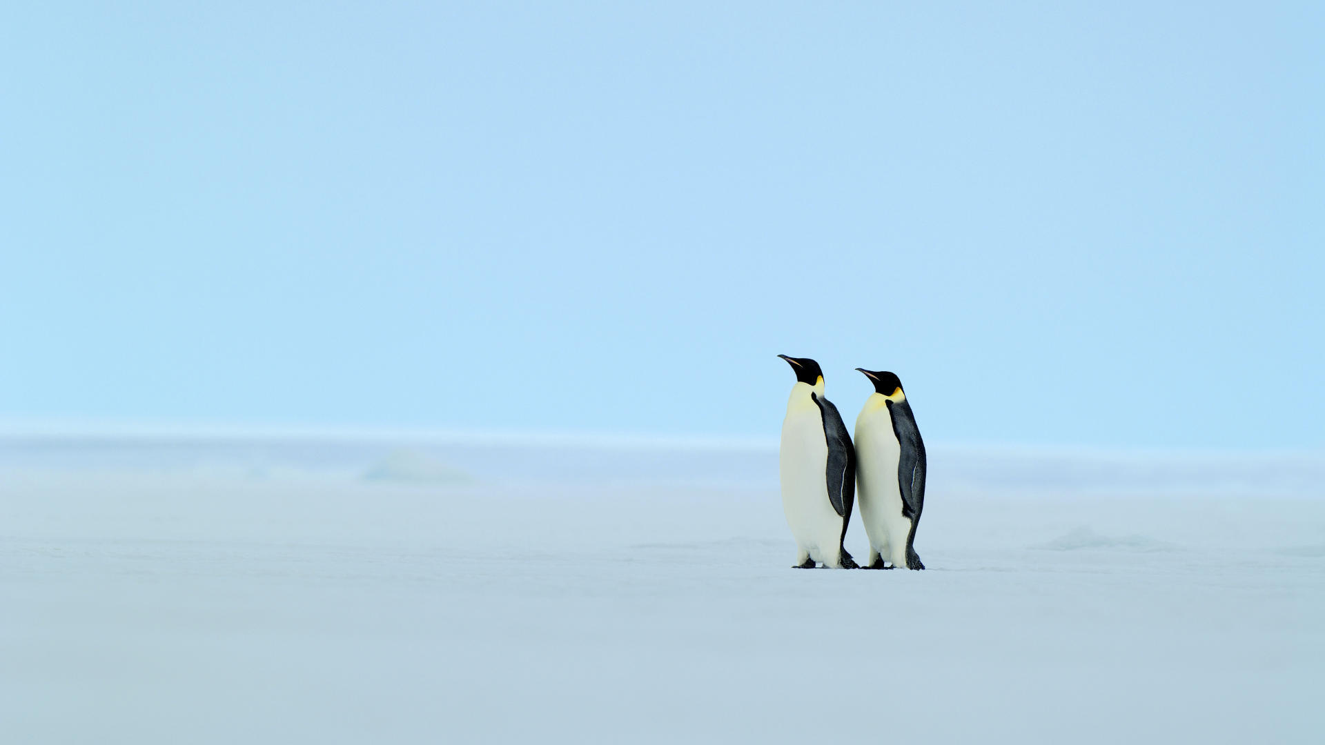 Скачать обои бесплатно Животные, Пингвин картинка на рабочий стол ПК