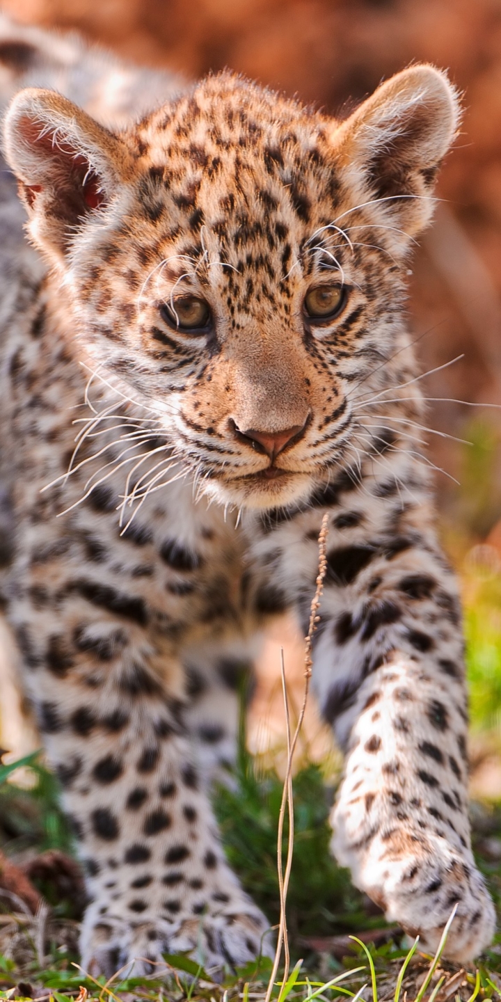 Handy-Wallpaper Tiere, Katzen, Jaguar kostenlos herunterladen.