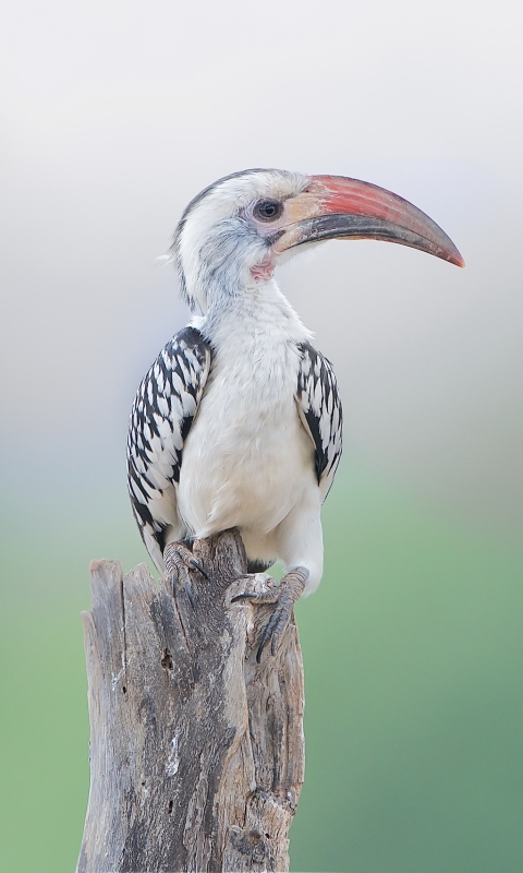 Download mobile wallpaper Birds, Bird, Beak, Animal, Hornbill for free.