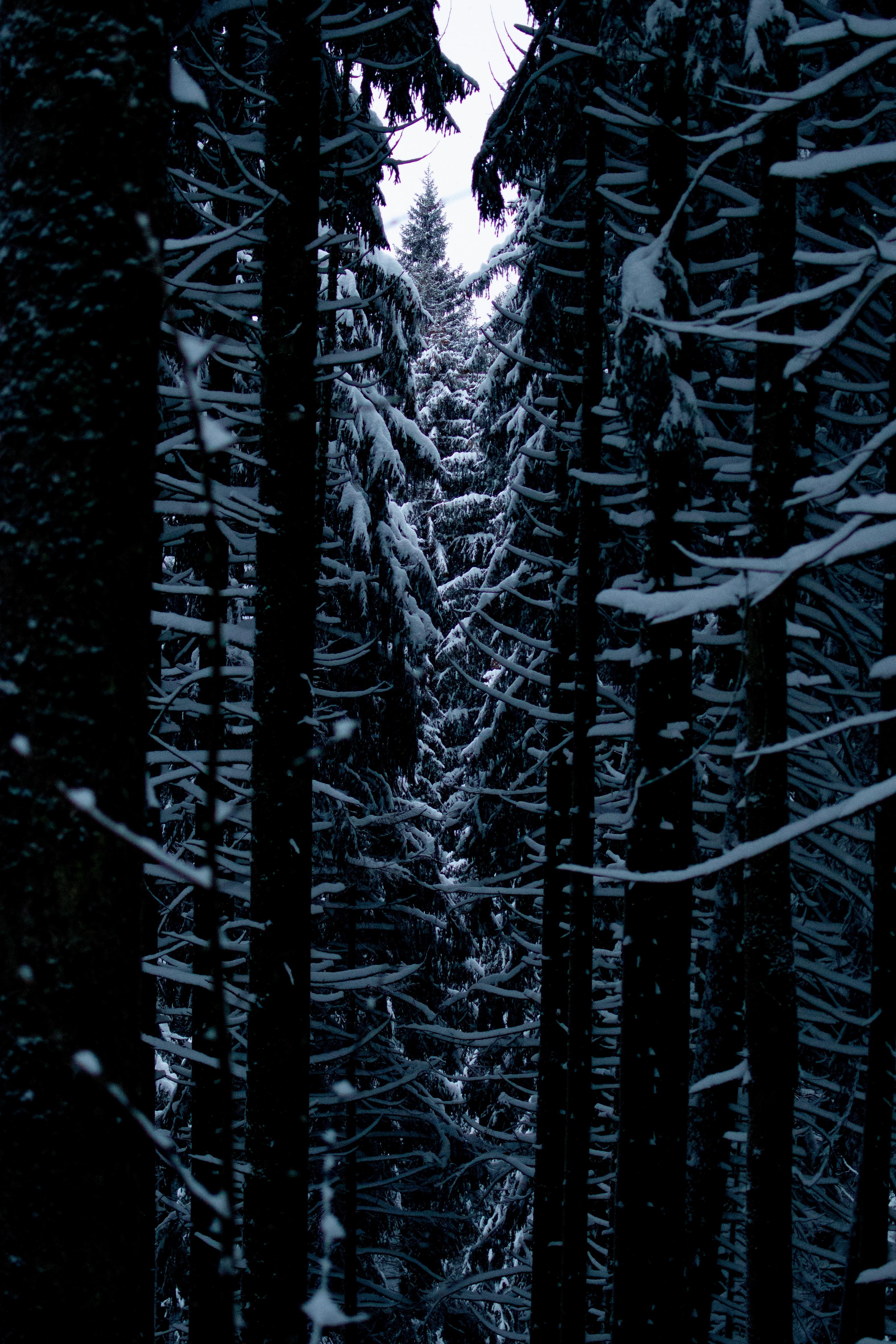 131943 скачать картинку снег, природа, деревья, ветки, проход - обои и заставки бесплатно
