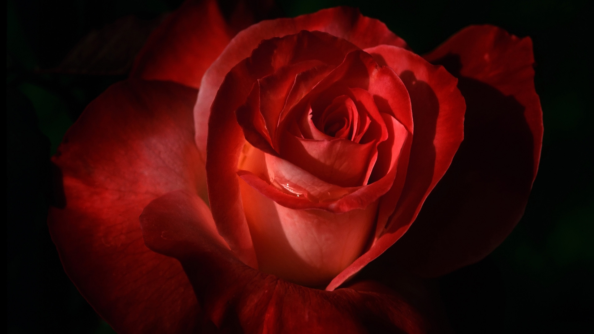 41557 Hintergrundbild herunterladen pflanzen, blumen, roses, rot - Bildschirmschoner und Bilder kostenlos