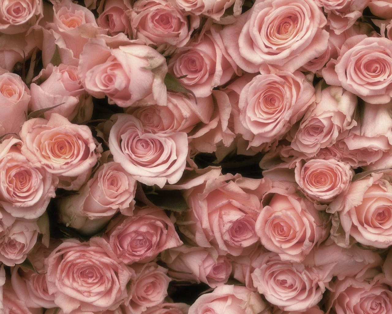 Handy-Wallpaper Roses, Pflanzen, Blumen, Hintergrund kostenlos herunterladen.