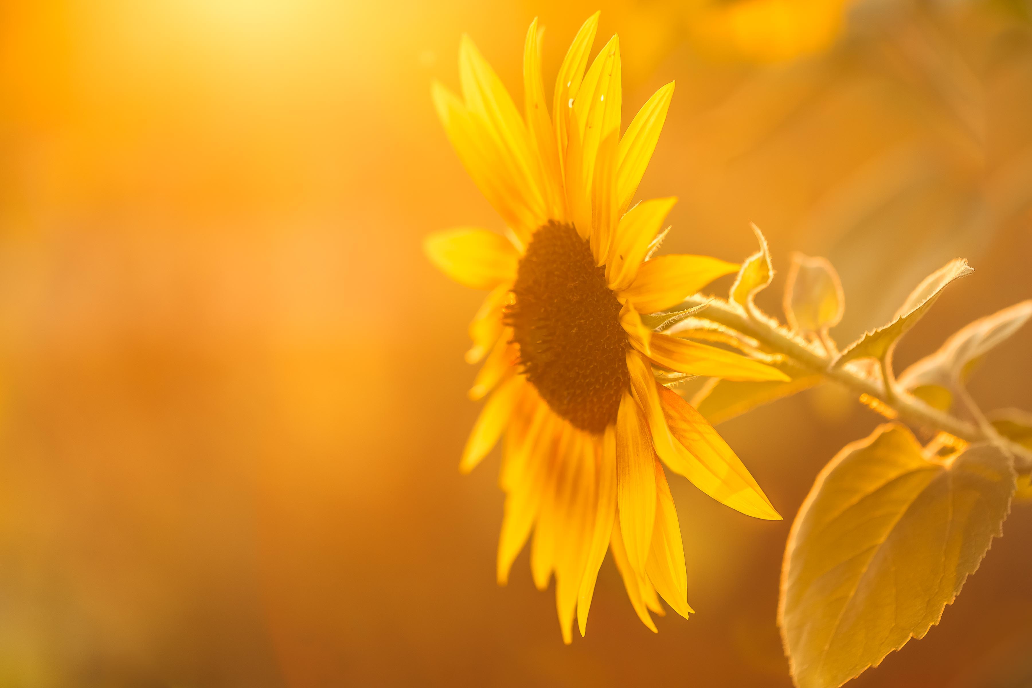 Download mobile wallpaper Nature, Flowers, Flower, Earth, Sunflower, Sunny, Yellow Flower for free.