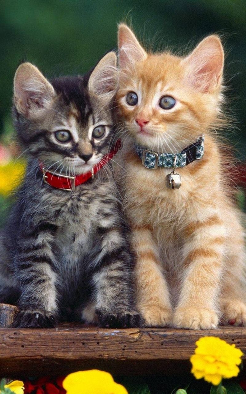 Download mobile wallpaper Cats, Cat, Kitten, Animal, Cute for free.