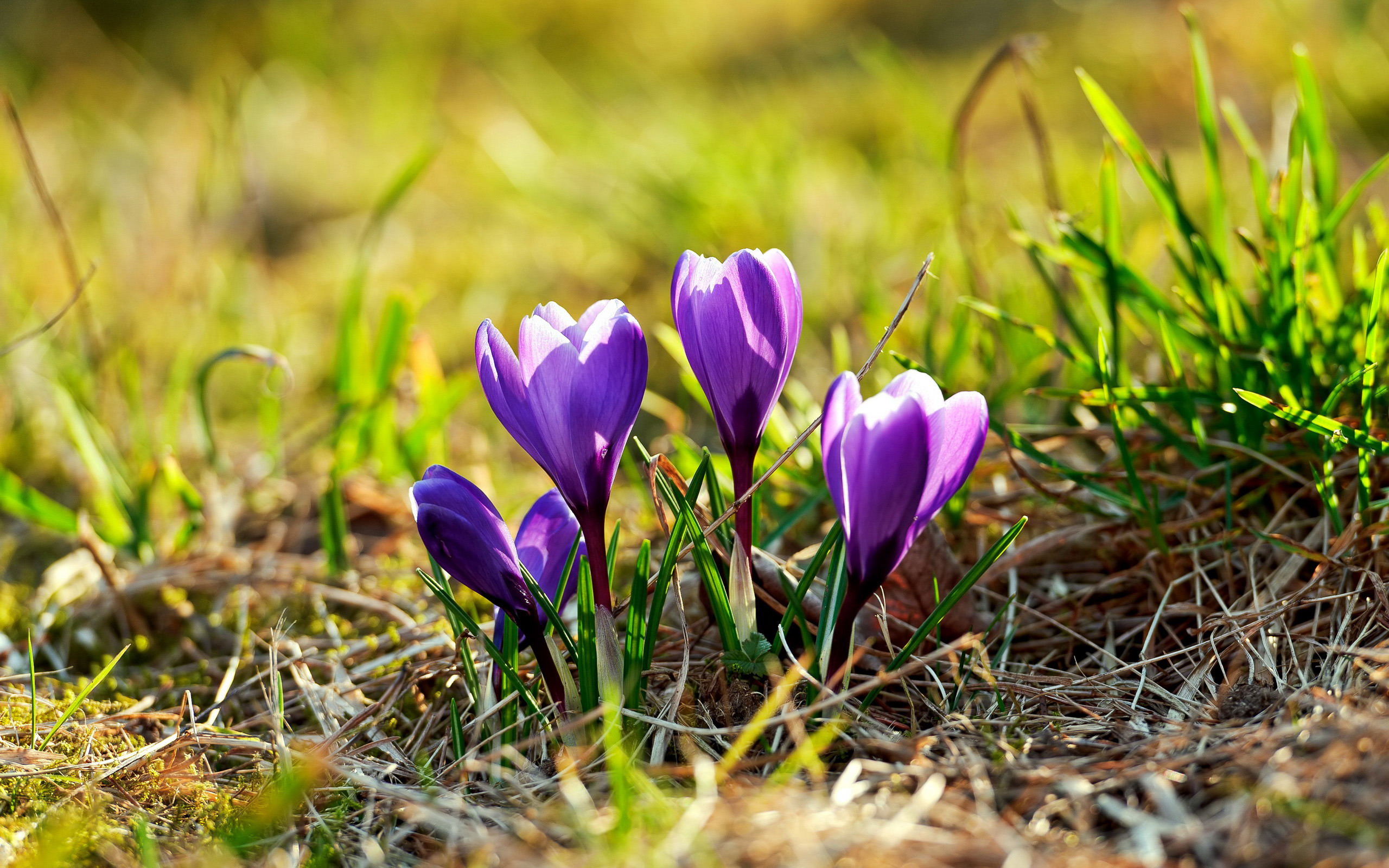 Скачать картинку Крокус, Фиолетовый Цветок, Земля/природа, Флауэрсы в телефон бесплатно.