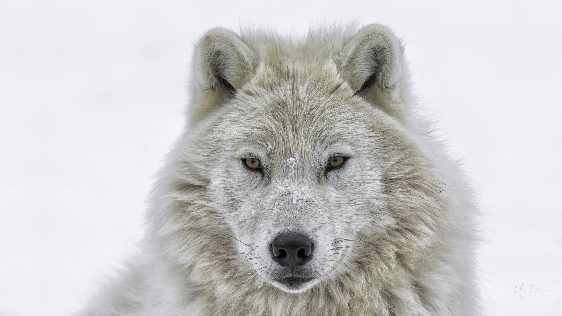 Скачать обои бесплатно Животные, Волки, Зима, Снег, Белый, Волк, Белый Волк картинка на рабочий стол ПК