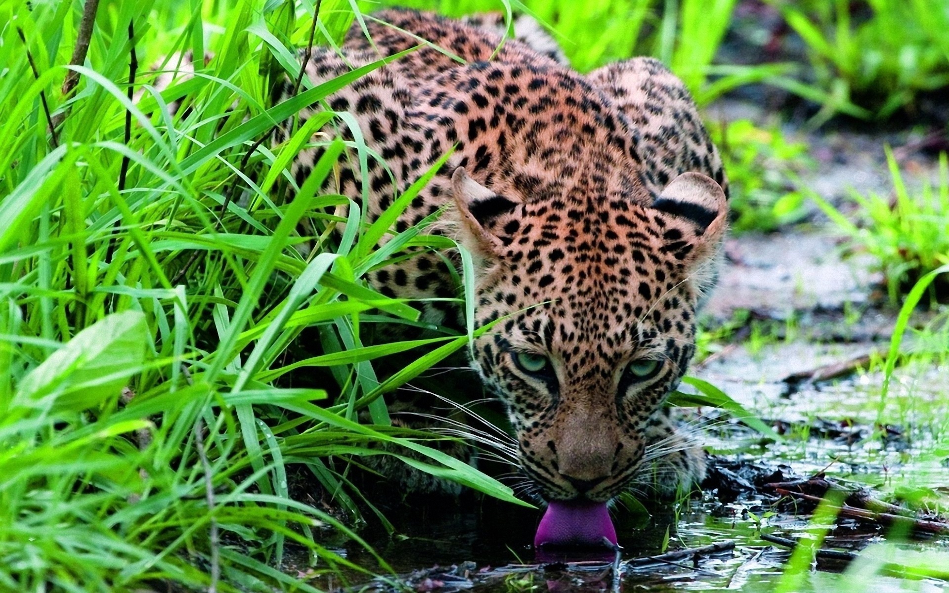 263605 descargar imagen animales, jaguar, gatos: fondos de pantalla y protectores de pantalla gratis