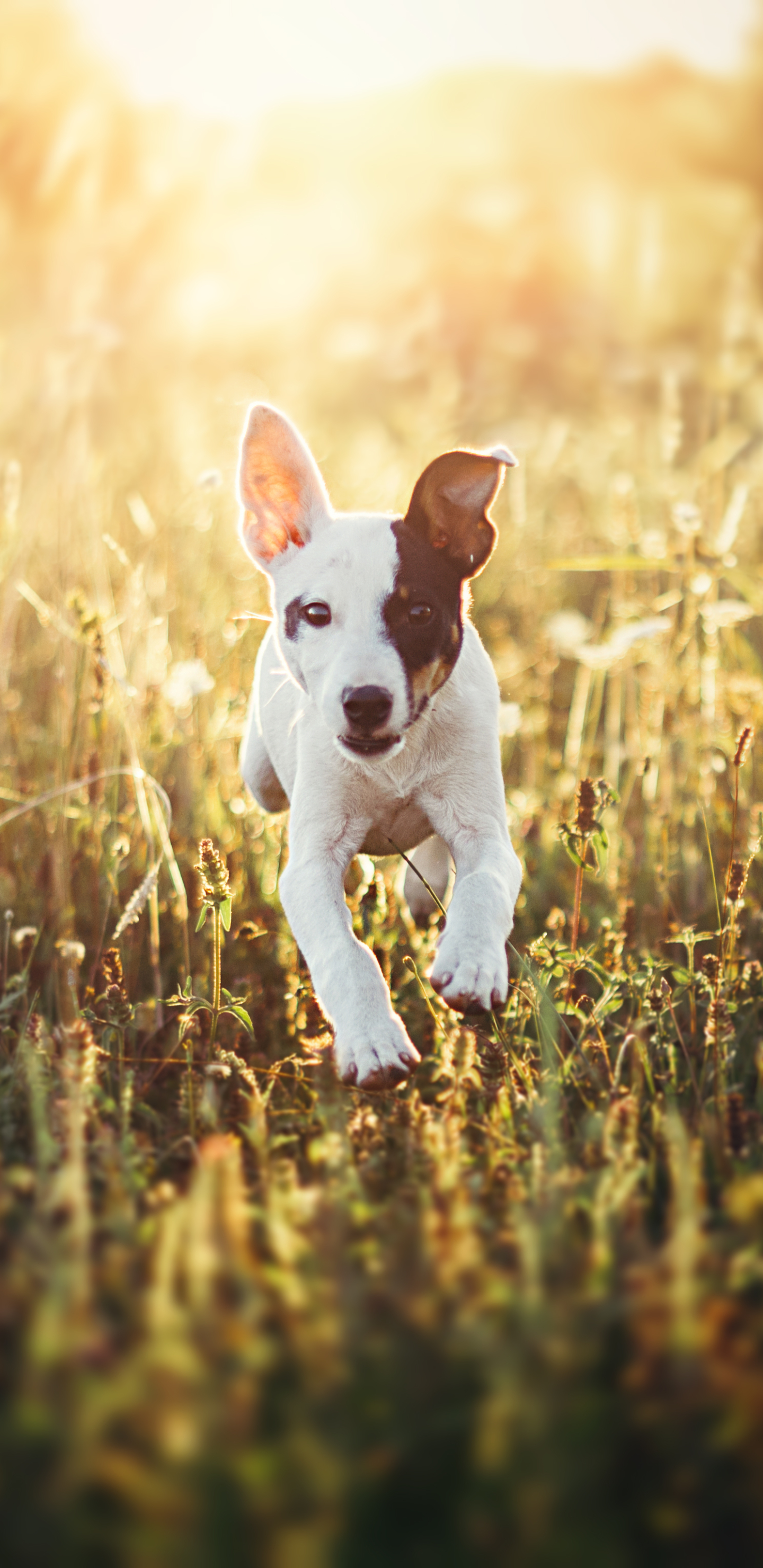 PCデスクトップに動物, 草, 犬画像を無料でダウンロード