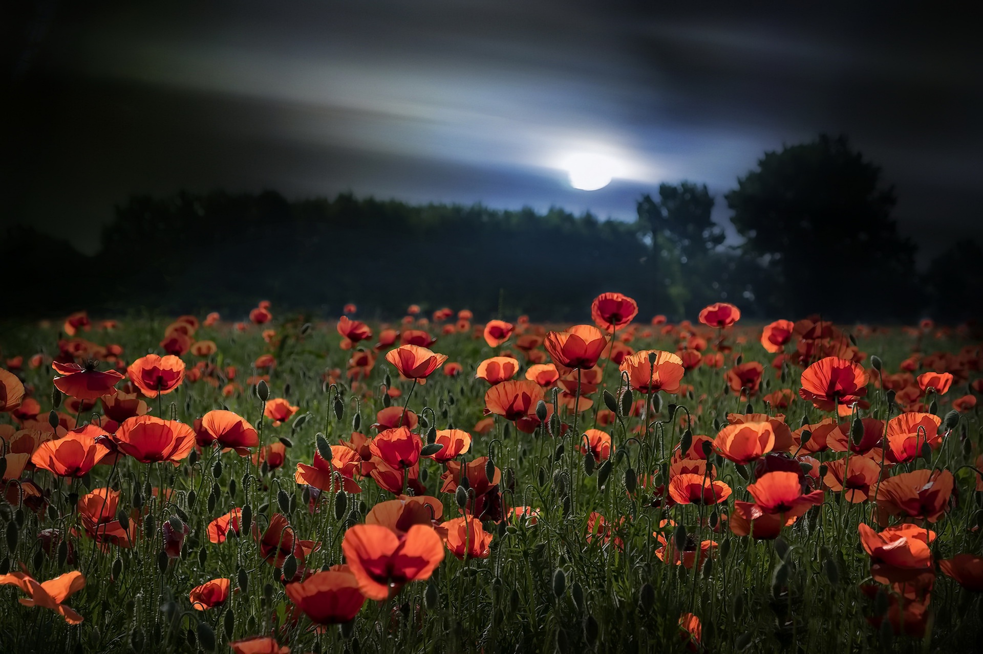 Free download wallpaper Nature, Flowers, Night, Summer, Flower, Earth, Poppy, Red Flower on your PC desktop