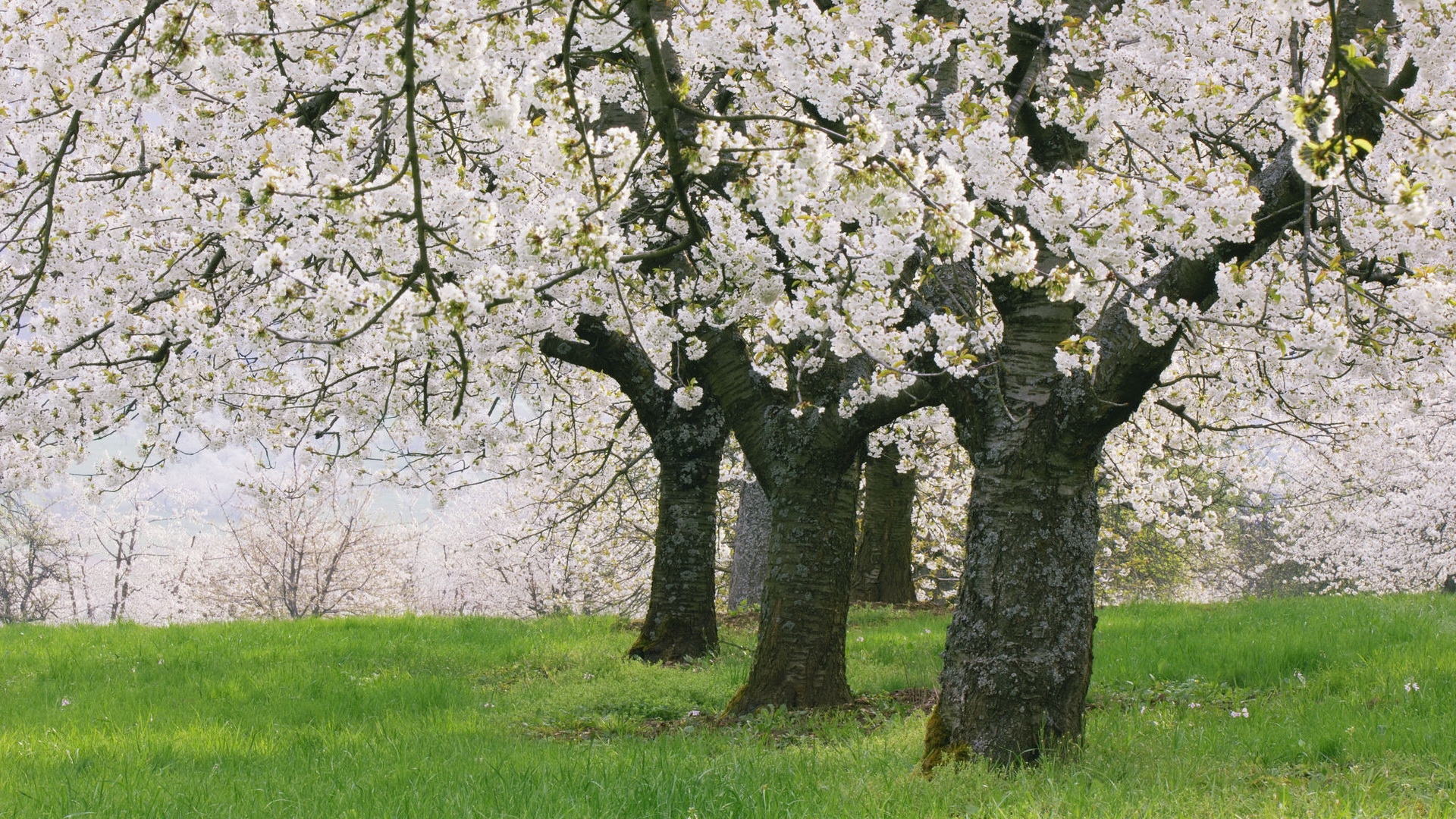 Baixe gratuitamente a imagem Paisagem, Flores, Árvores na área de trabalho do seu PC