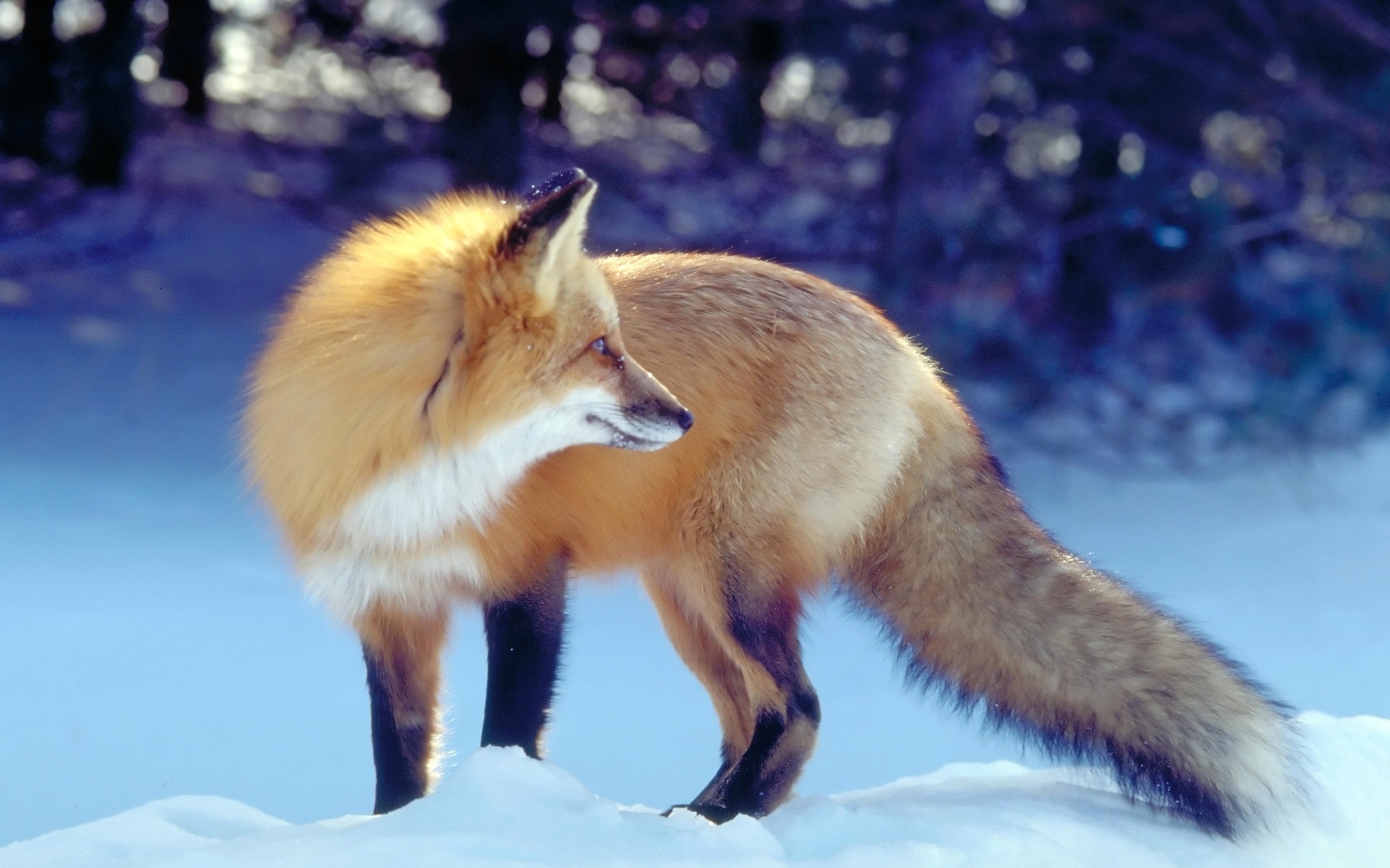 Download mobile wallpaper Fox, Animal for free.