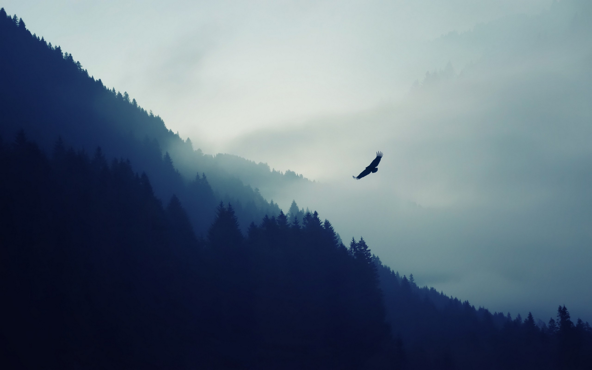 Téléchargez des papiers peints mobile Animaux, Aigle, Des Oiseaux gratuitement.