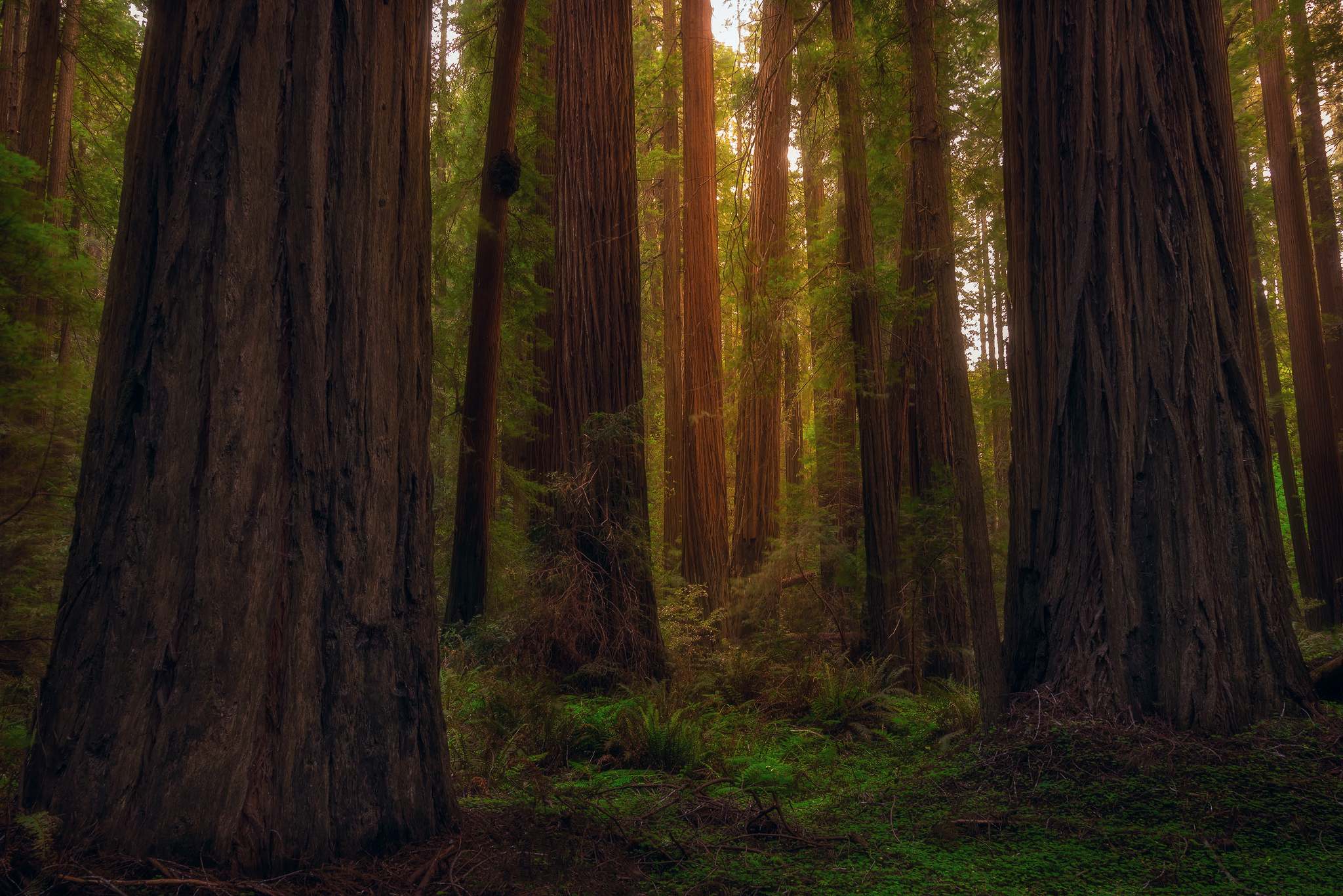 Téléchargez gratuitement l'image Forêt, Arbre, La Nature, Terre/nature sur le bureau de votre PC