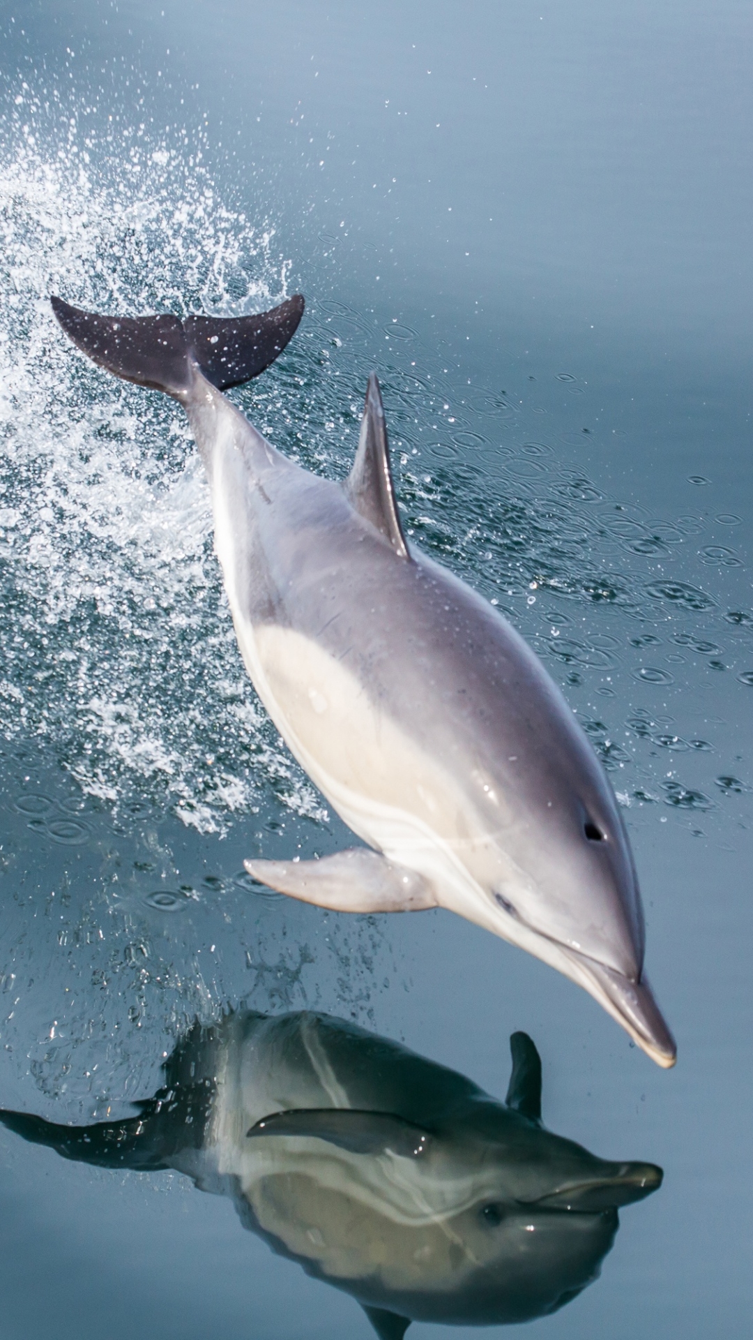 Скачать картинку Животные, Отражение, Всплеск, Дельфин, Морская Жизнь в телефон бесплатно.