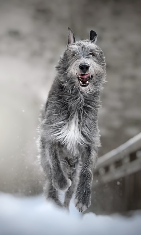 Handy-Wallpaper Tiere, Winter, Hunde, Hund, Tiefenschärfe, Irischer Wolfshund kostenlos herunterladen.