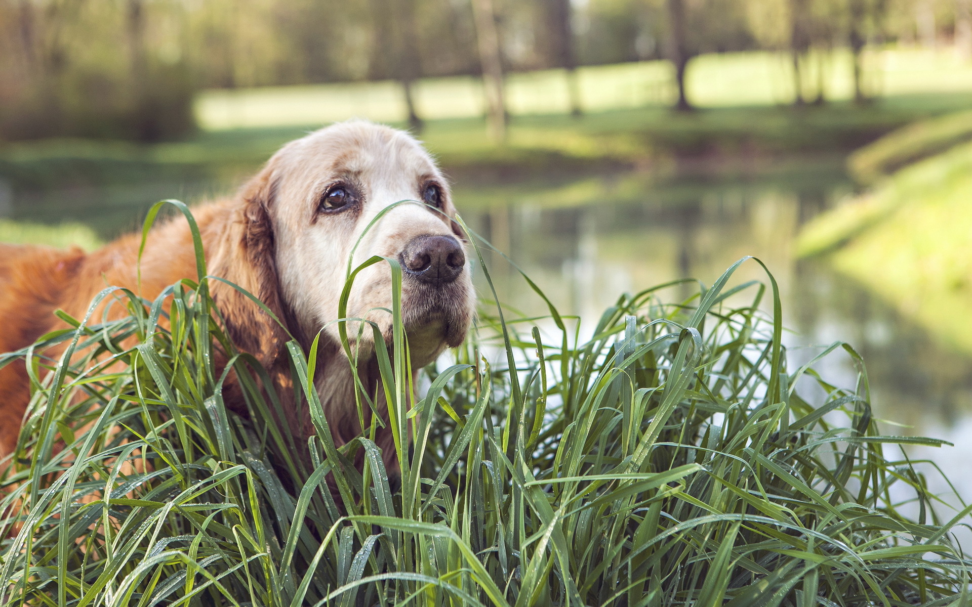 PCデスクトップに動物, 犬画像を無料でダウンロード