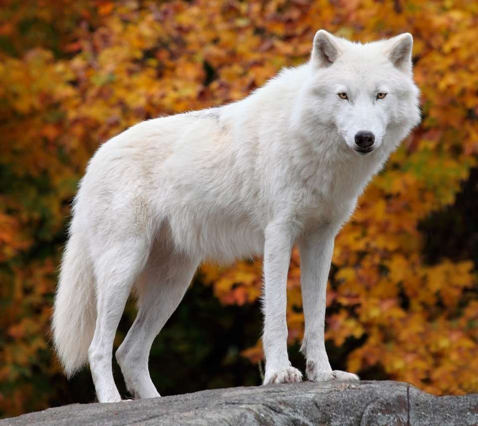 Descarga gratuita de fondo de pantalla para móvil de Animales, Lobo, Wolves.