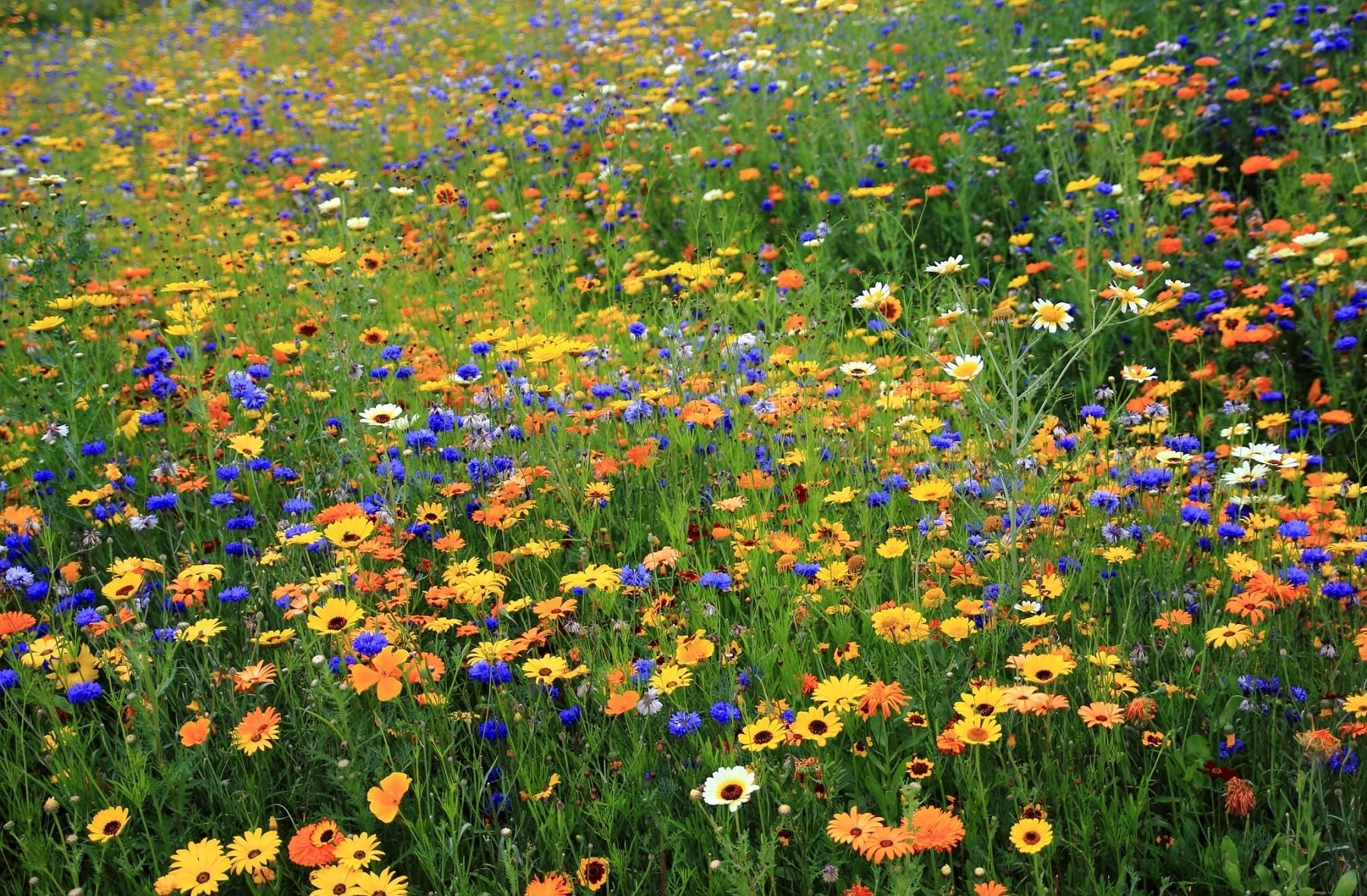 412114 скачать обои весна, земля/природа, цветок, синий цветок, красочный, васильковый, ромашка, трава, желтый цветок, флауэрсы - заставки и картинки бесплатно