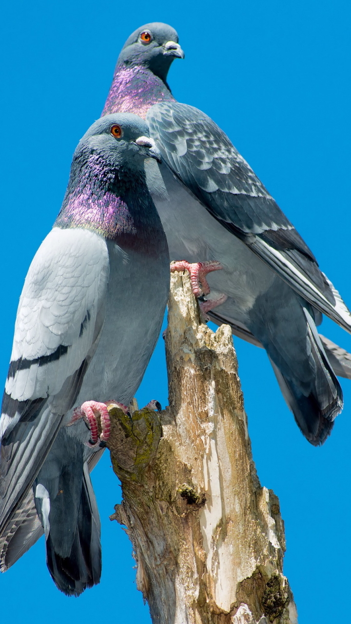 Descarga gratuita de fondo de pantalla para móvil de Animales, Paloma, Aves.